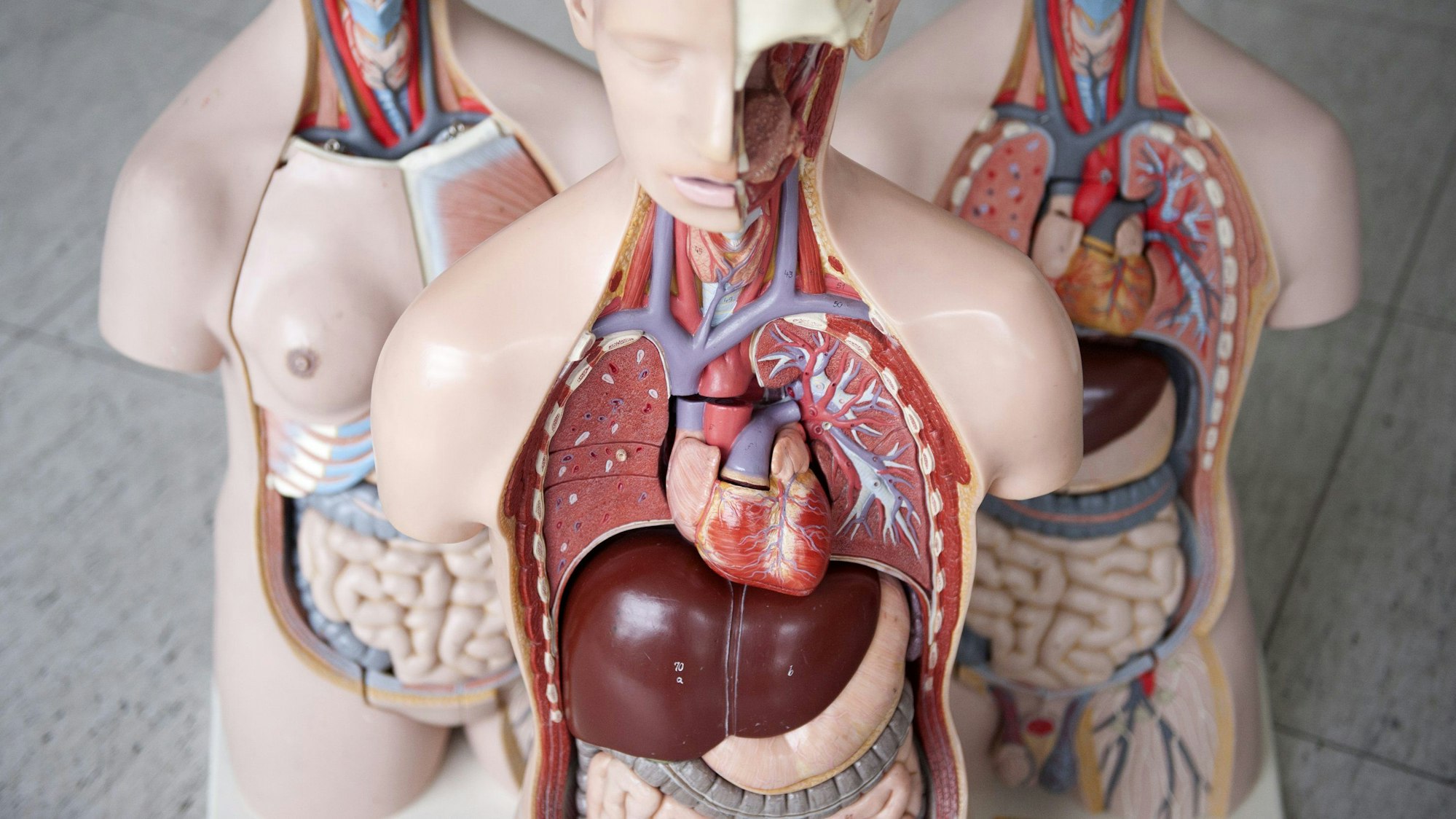Drei anatomische Modelle des Menschen stehen nebeneinander. Im vorderen Model ist unten die Leber zu sehen.
