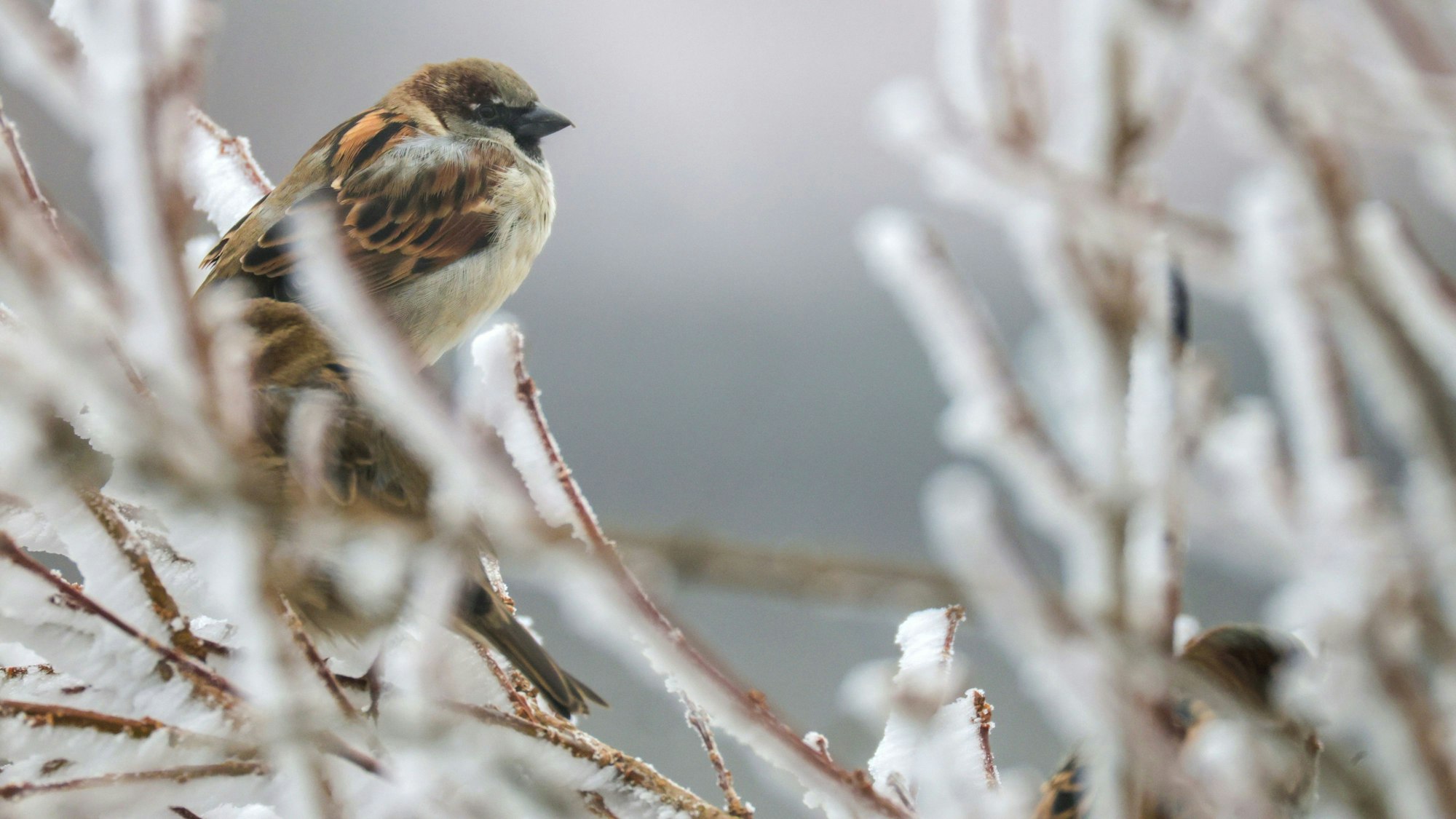 Ein Haussperling sitzt auf mit Raureif überzogenen Ästen: Im Rhein-Sieg-Kreis wird es wieder frostig.