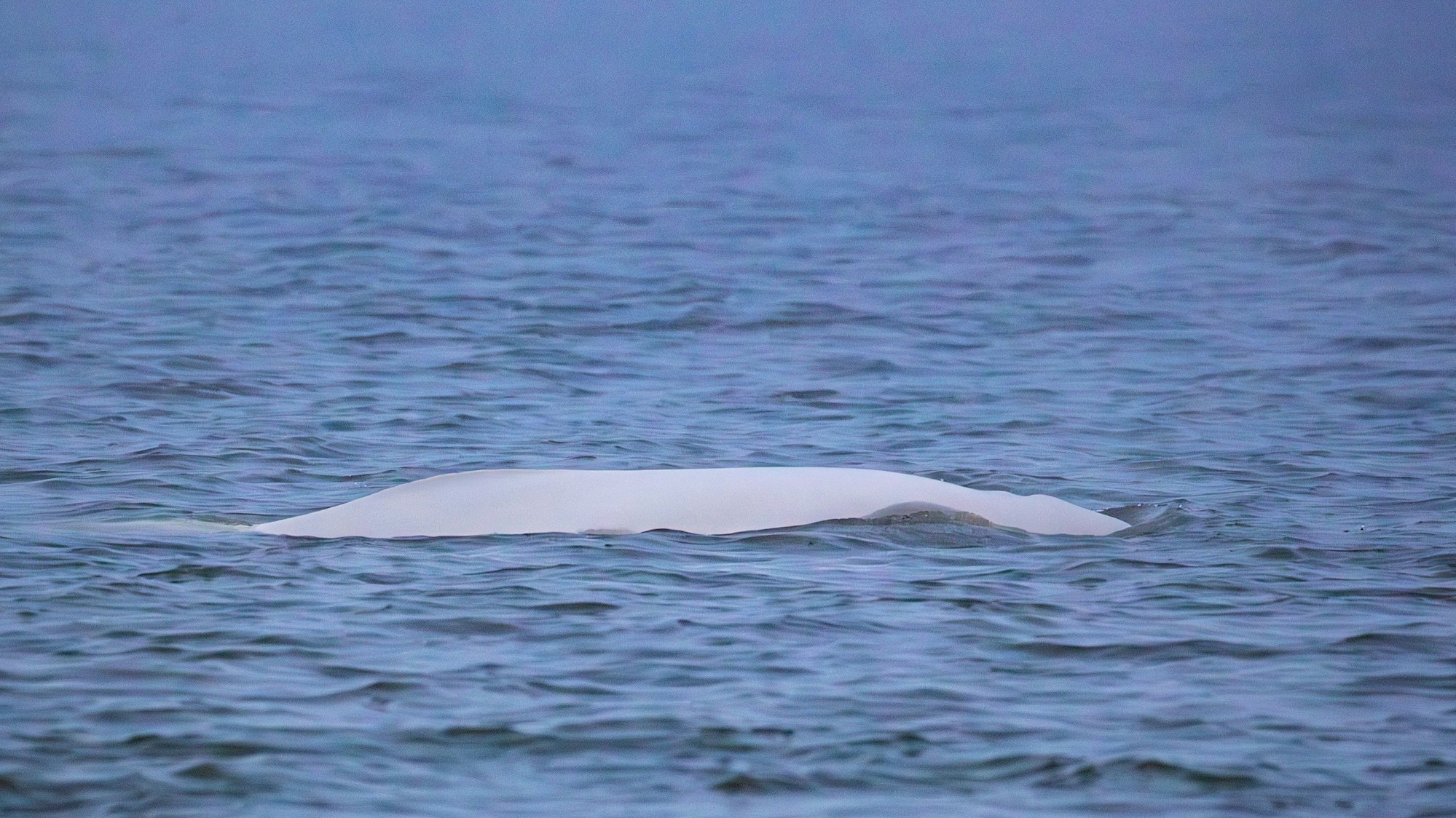 Dieses von der Stiftung SOS-Dolfijn zur Verfügung gestellte Foto zeigt einen weißen Belugawal (Delphinapterus leucas) in der Nordsee vor der nordholländischen Küste.