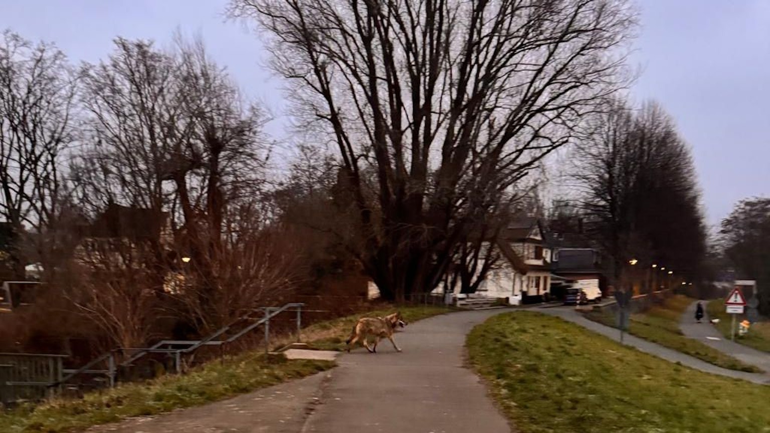 In Troisdorf, im Stadtteil Friedrich-Wilhelms-Hütte haben Anwohnerinnen am Morgen (19. Januar) einen Wolf gesehen und fotografiert, der aus Richtung Wohngebiet über den Siegdamm und das Feld und Richtung Sieglarer See lief. Das Lanuk bestäigte die Sichtung mittlerweile.