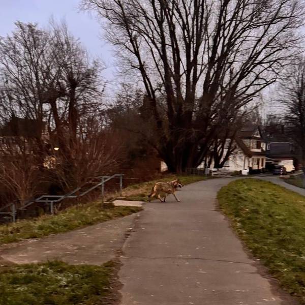 In Troisdorf, im Stadtteil Friedrich-Wilhelms-Hütte haben Anwohnerinnen am Morgen (19. Januar) einen Wolf gesehen und fotografiert, der aus Richtung Wohngebiet über den Siegdamm und das Feld und Richtung Sieglarer See lief. Das Lanuk bestäigte die Sichtung mittlerweile.