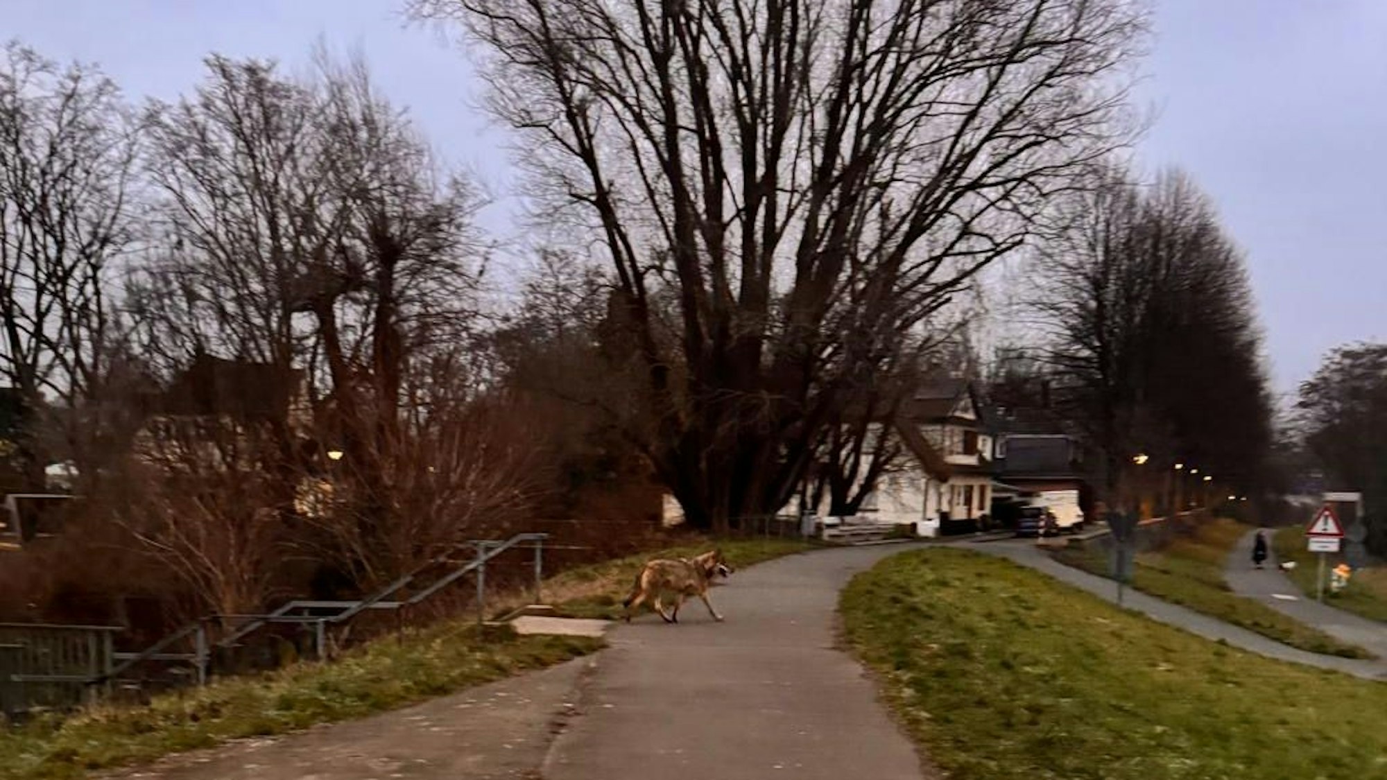 In Troisdorf, im Stadtteil Friedrich-Wilhelms-Hütte haben Anwohnerinnen am Morgen (19. Januar) einen Wolf gesehen und fotografiert, der aus Richtung Wohngebiet über den Siegdamm und das Feld und Richtung Sieglarer See lief. Das Lanuk bestäigte die Sichtung mittlerweile.