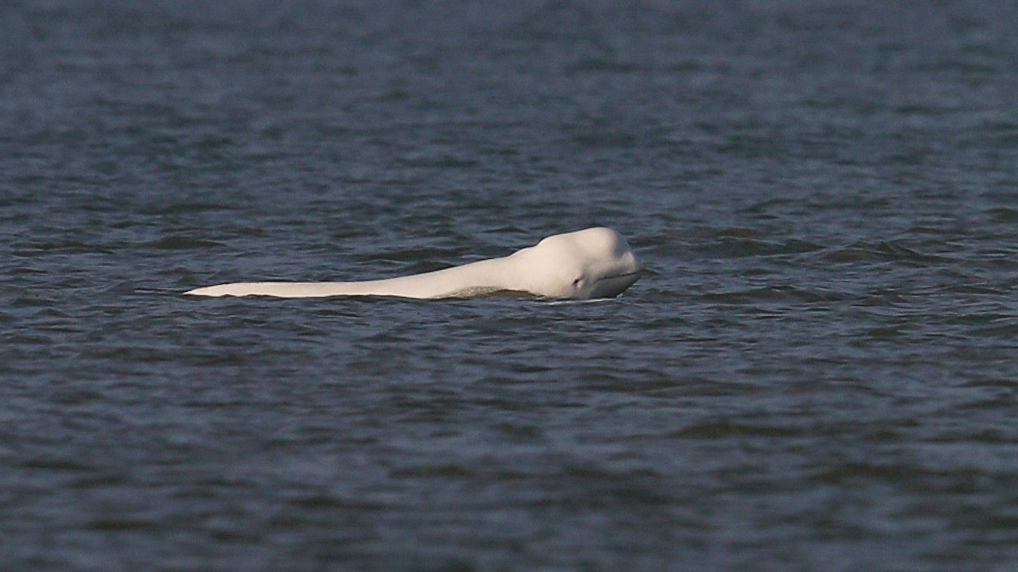 Dieses von der Stiftung SOS-Dolfijn zur Verfügung gestellte Foto zeigt einen weißen Belugawal (Delphinapterus leucas) in der Nordsee vor der nordholländischen Küste.