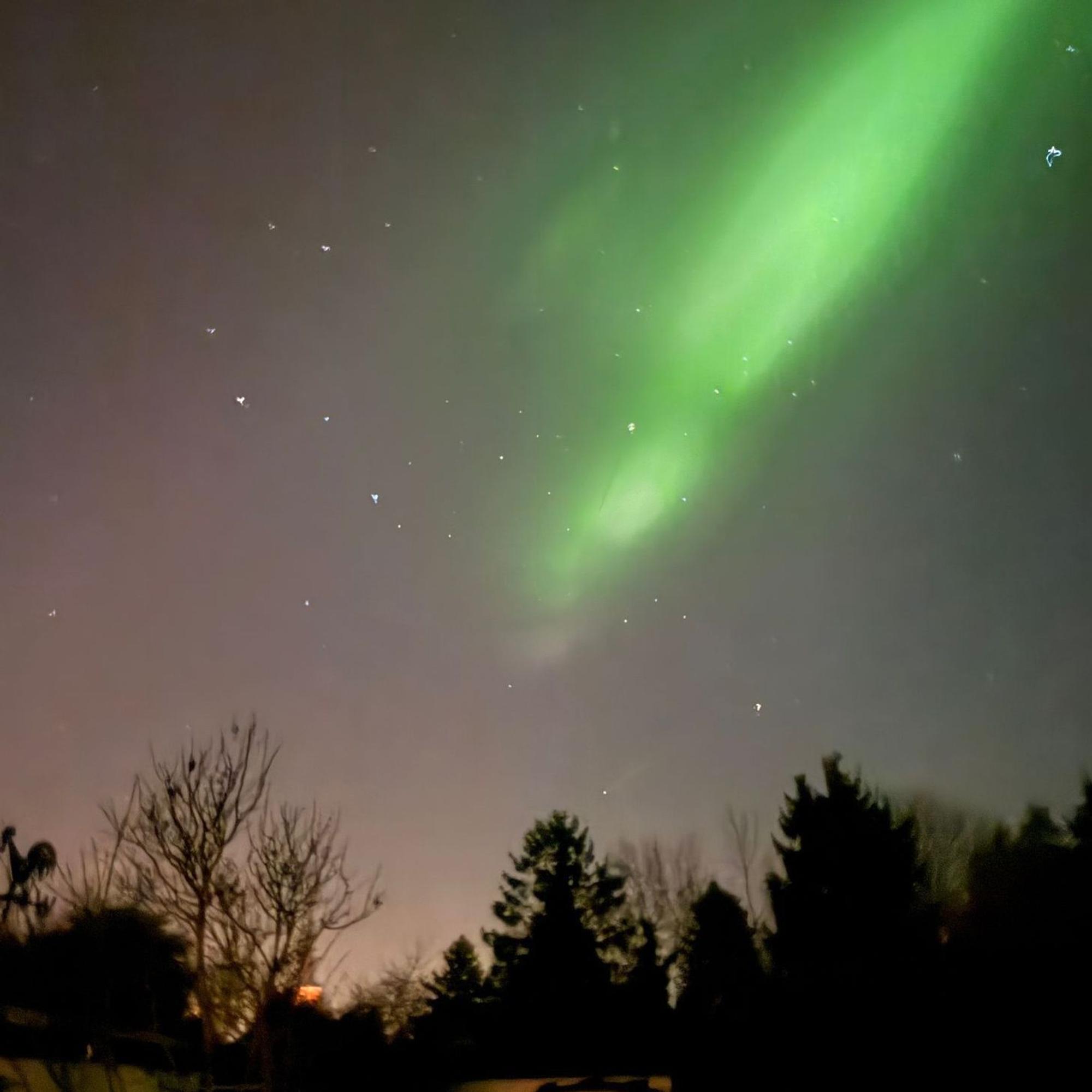 Über den Umrissen von Bäumen strahlt der grüne Schleier eines Polarlichts, umsäumt von Sternen.