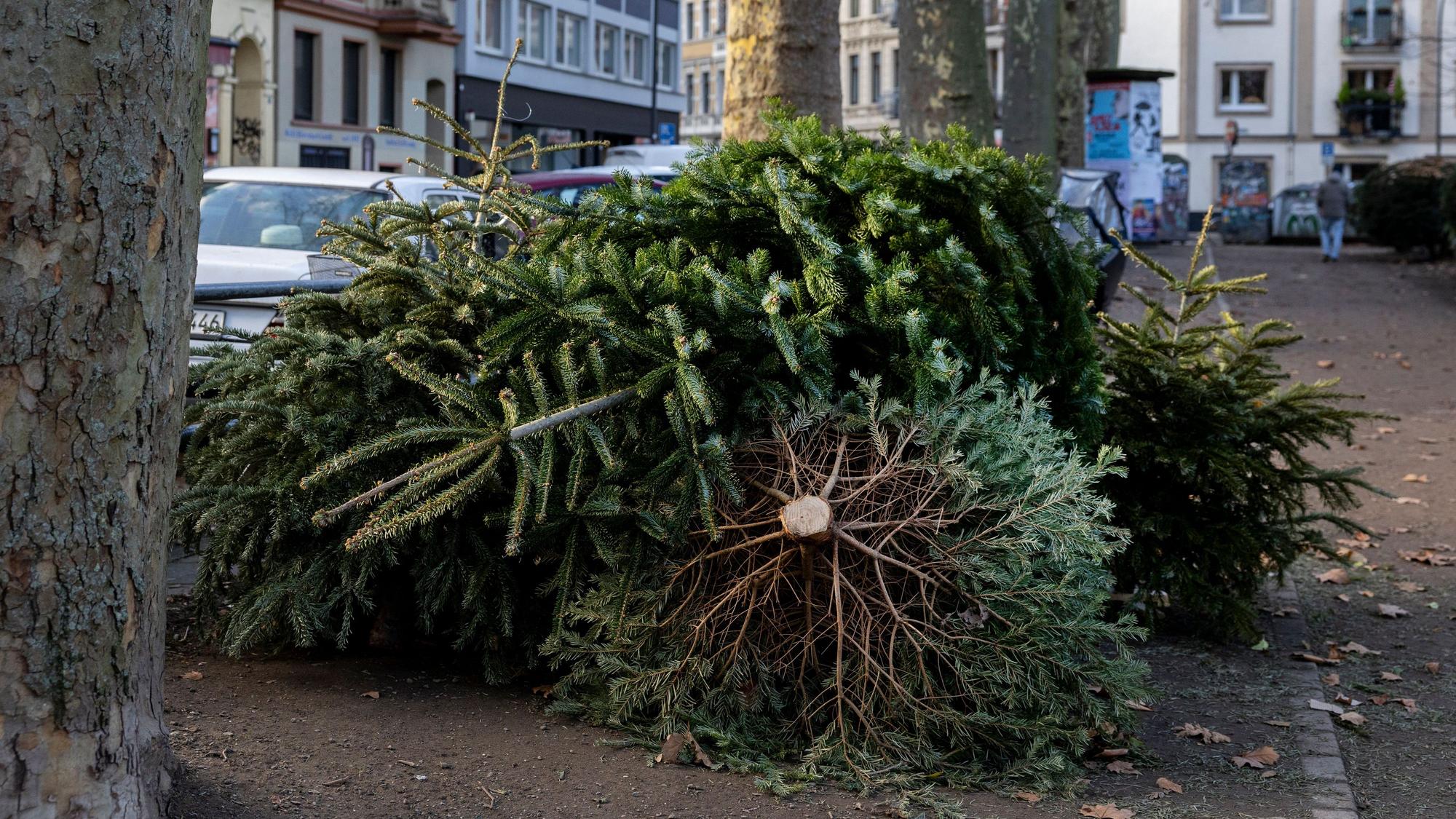 Ausrangierte Weihnachtsbäume liegen Anfang Januar am Kölner Rathenauplatz.