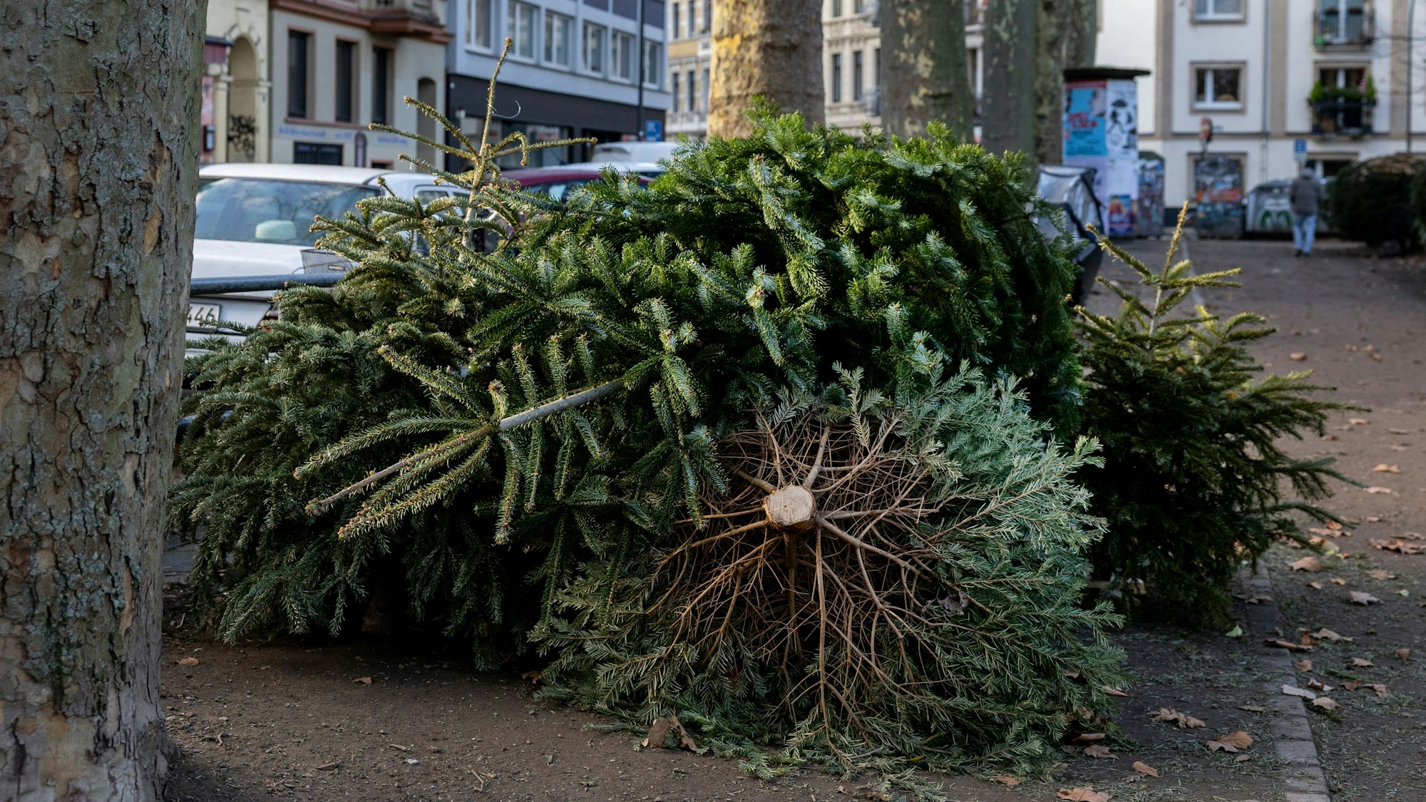 Ausrangierte Weihnachtsbäume liegen Anfang Januar am Kölner Rathenauplatz.