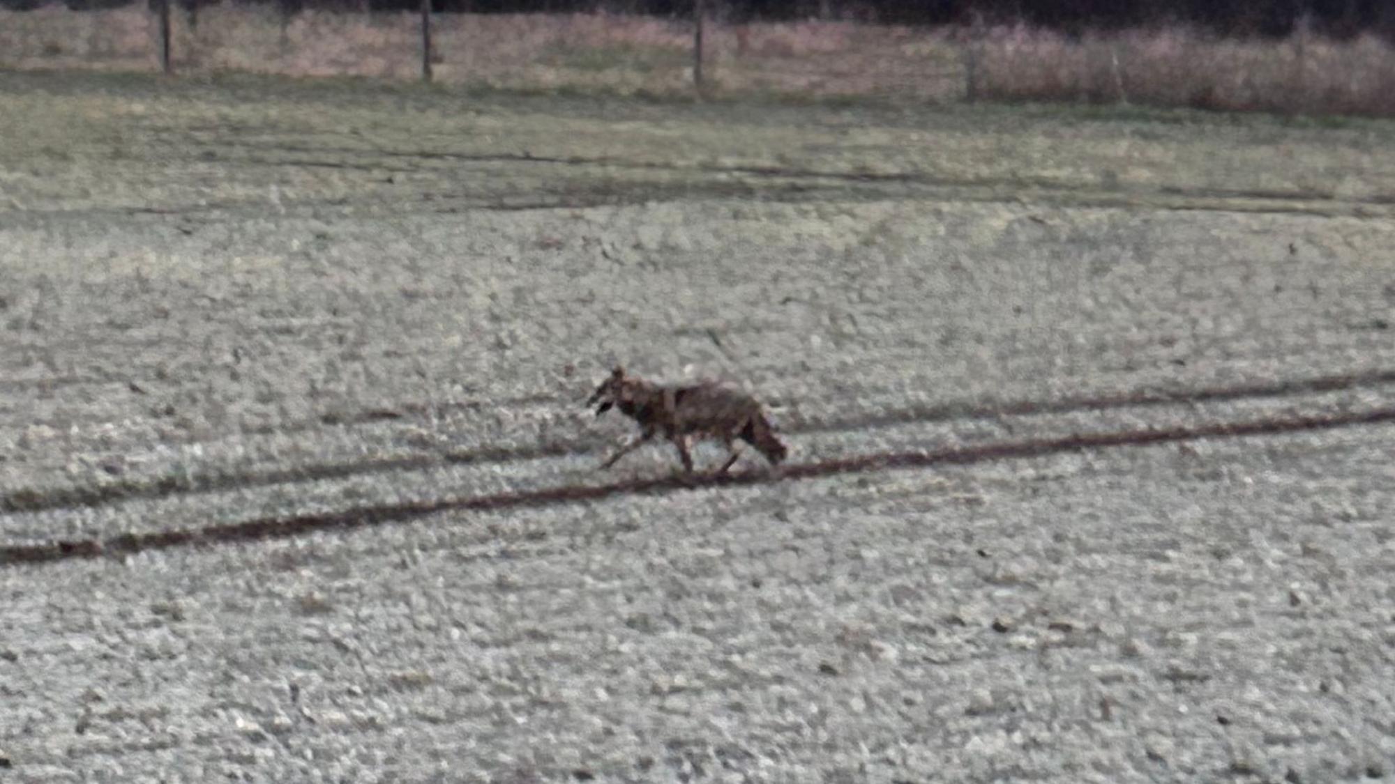 Über ein Feld lief der Wolf schließlich in Richtung Sieglarer See.