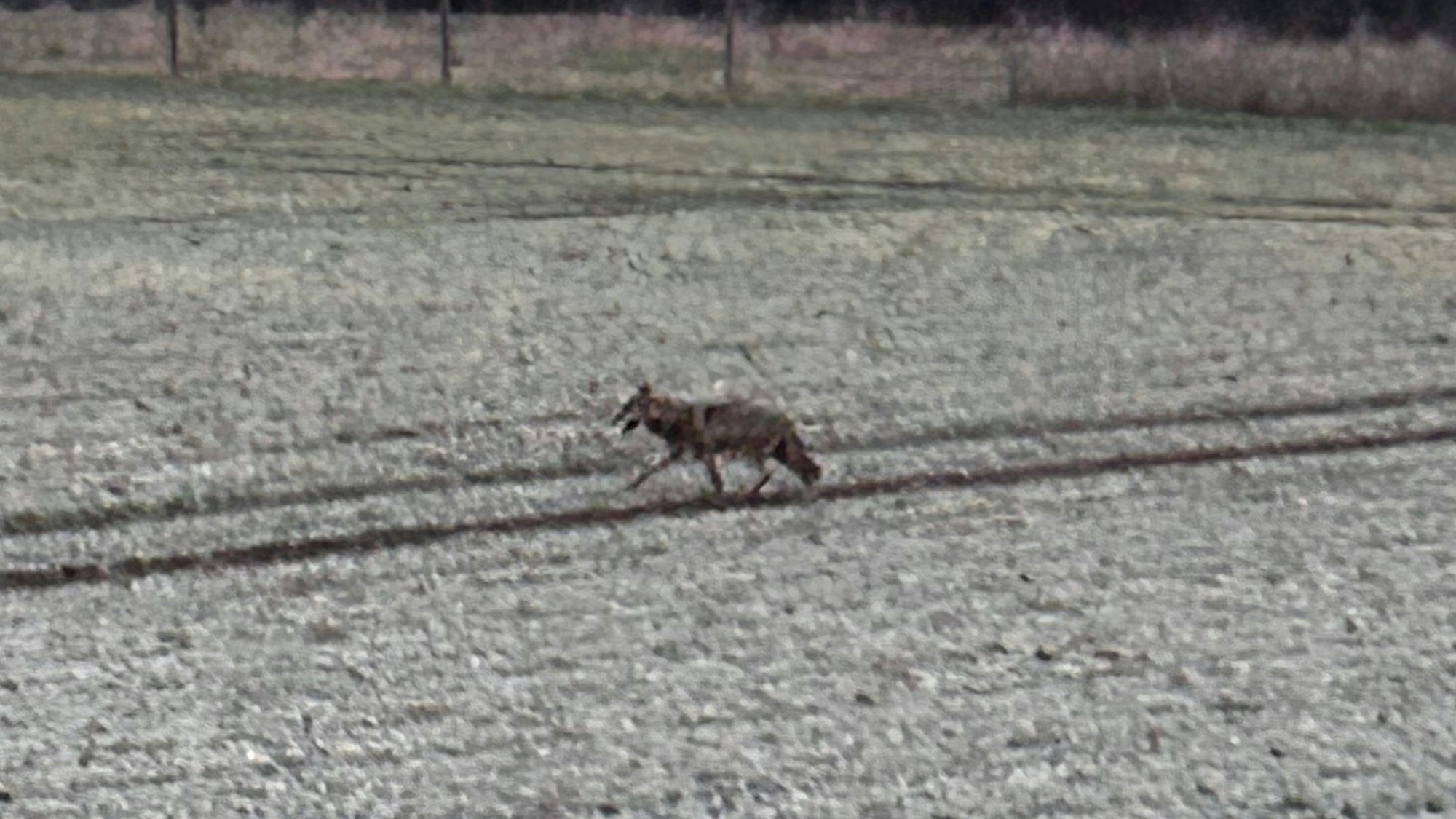 Über ein Feld lief der Wolf schließlich in Richtung Sieglarer See.
