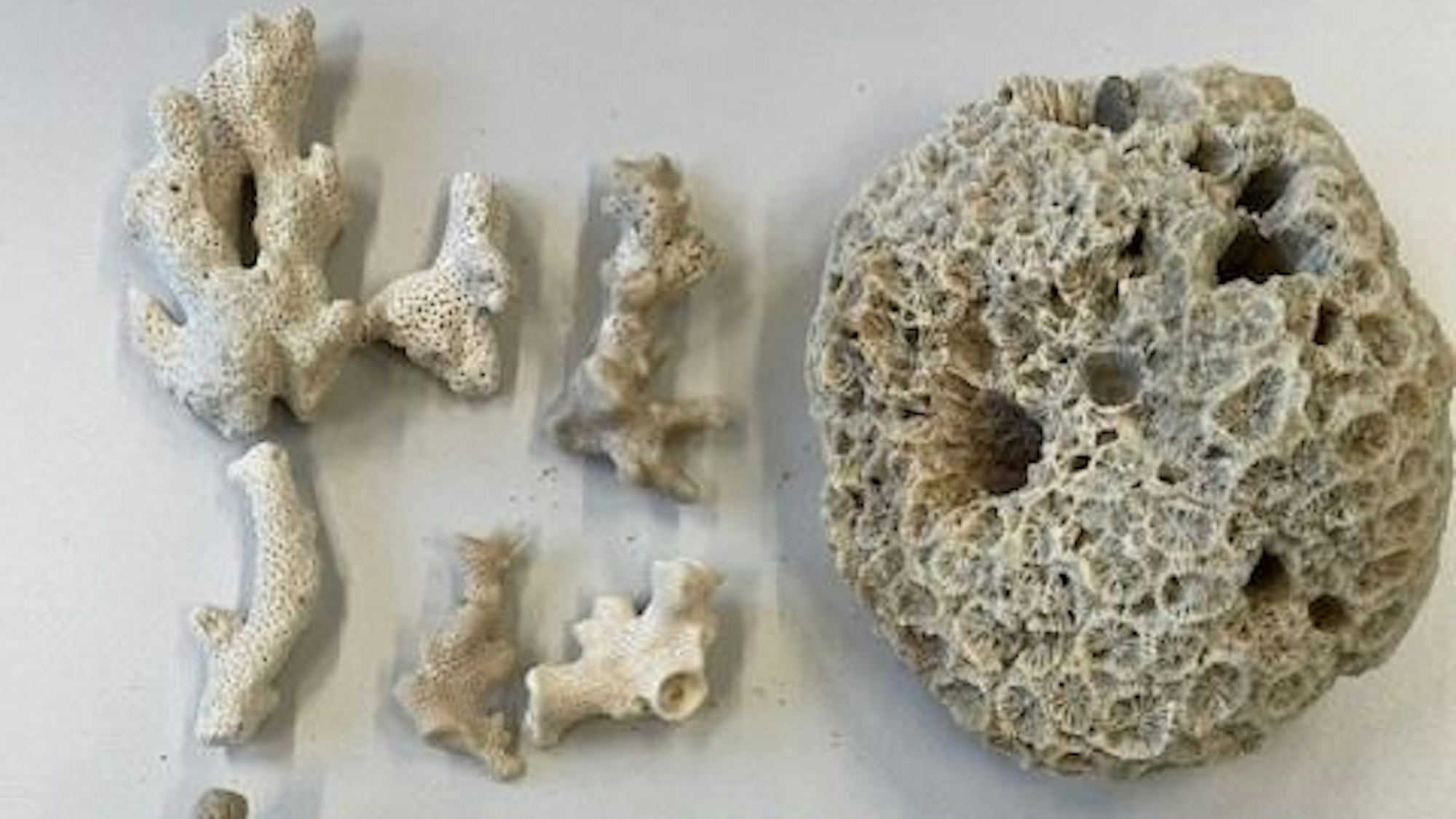 Eine große, weiße Steinkoralle liegt auf einem Tisch.