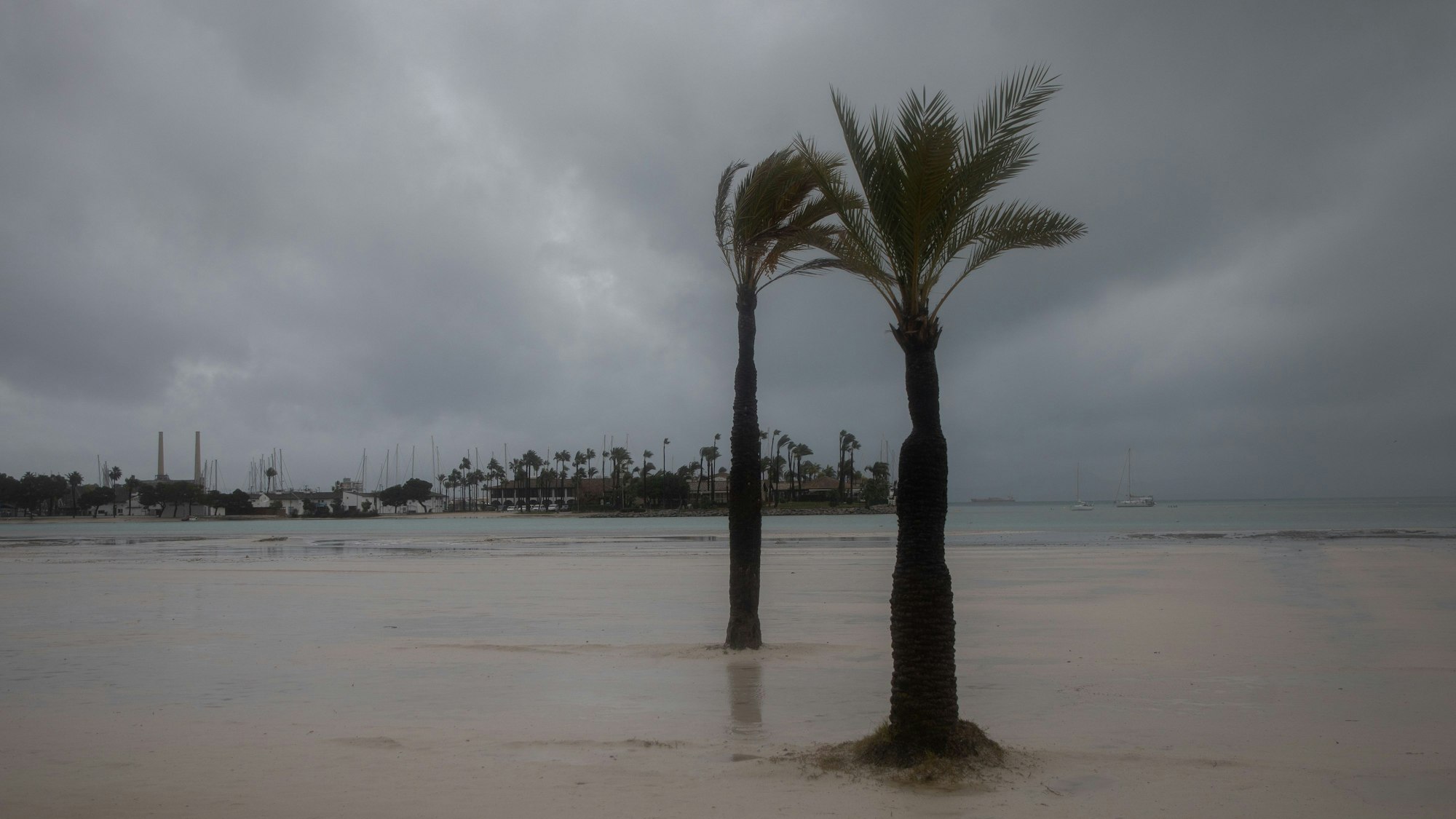 Starker Wind weht am Strand von Alcudia.