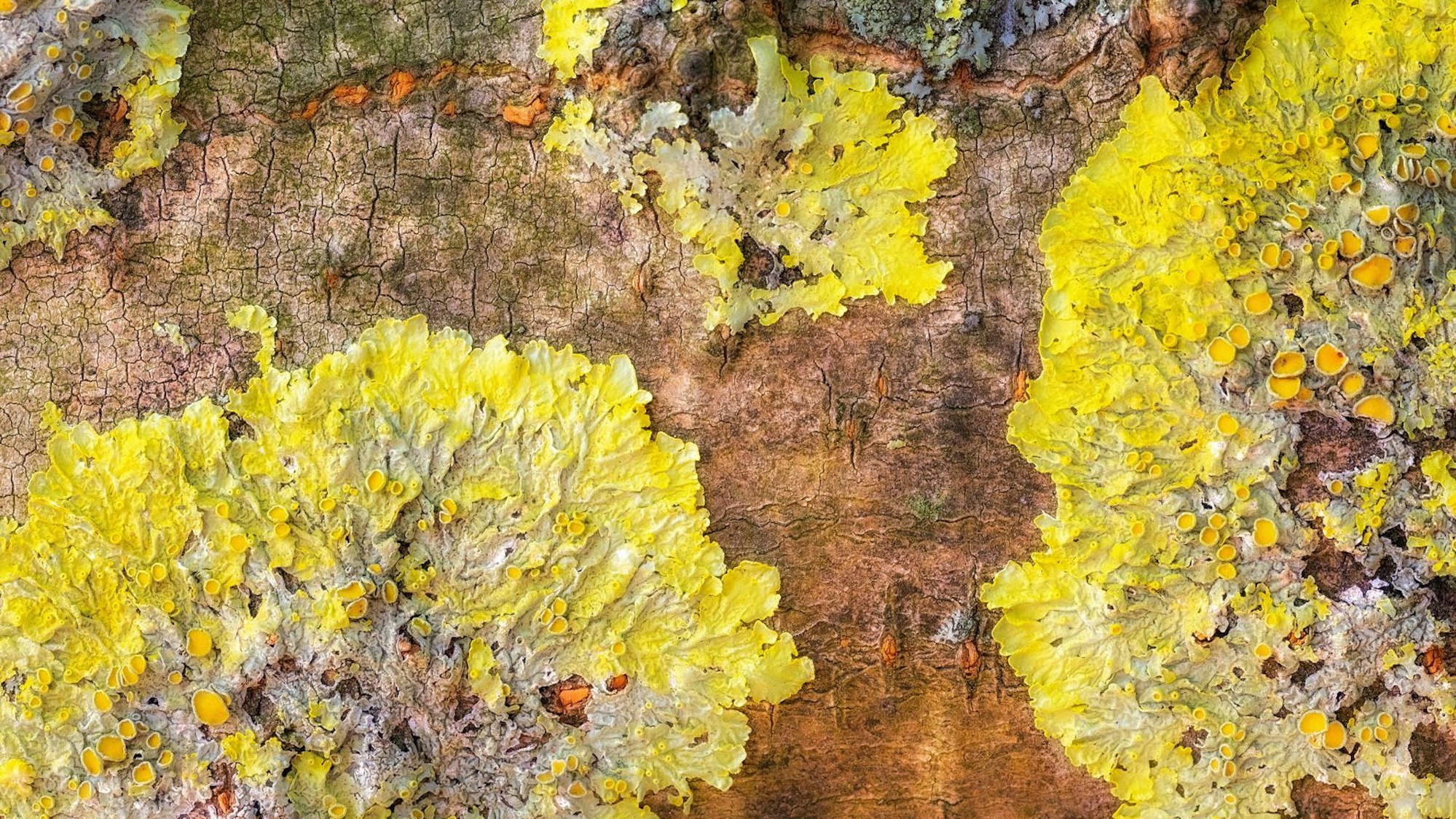 Ausstellung von Irmgard Crispin: "Struktren des Lebens - Borke als Kunstwerk" im Troisdorfer Fischereimuseum