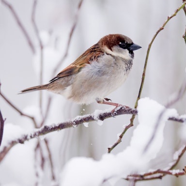 Ein Spatz im Schnee.