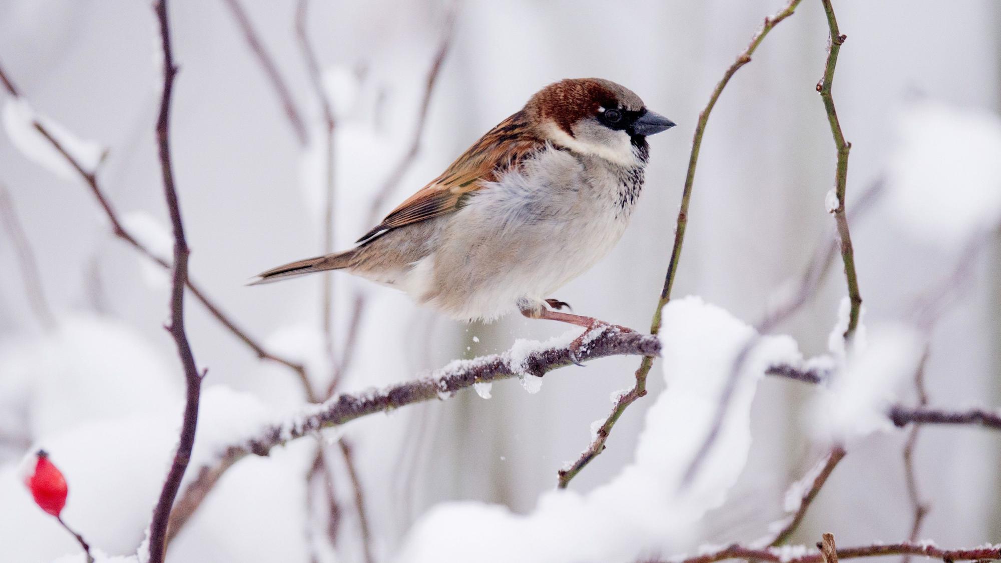 Ein Spatz im Schnee.