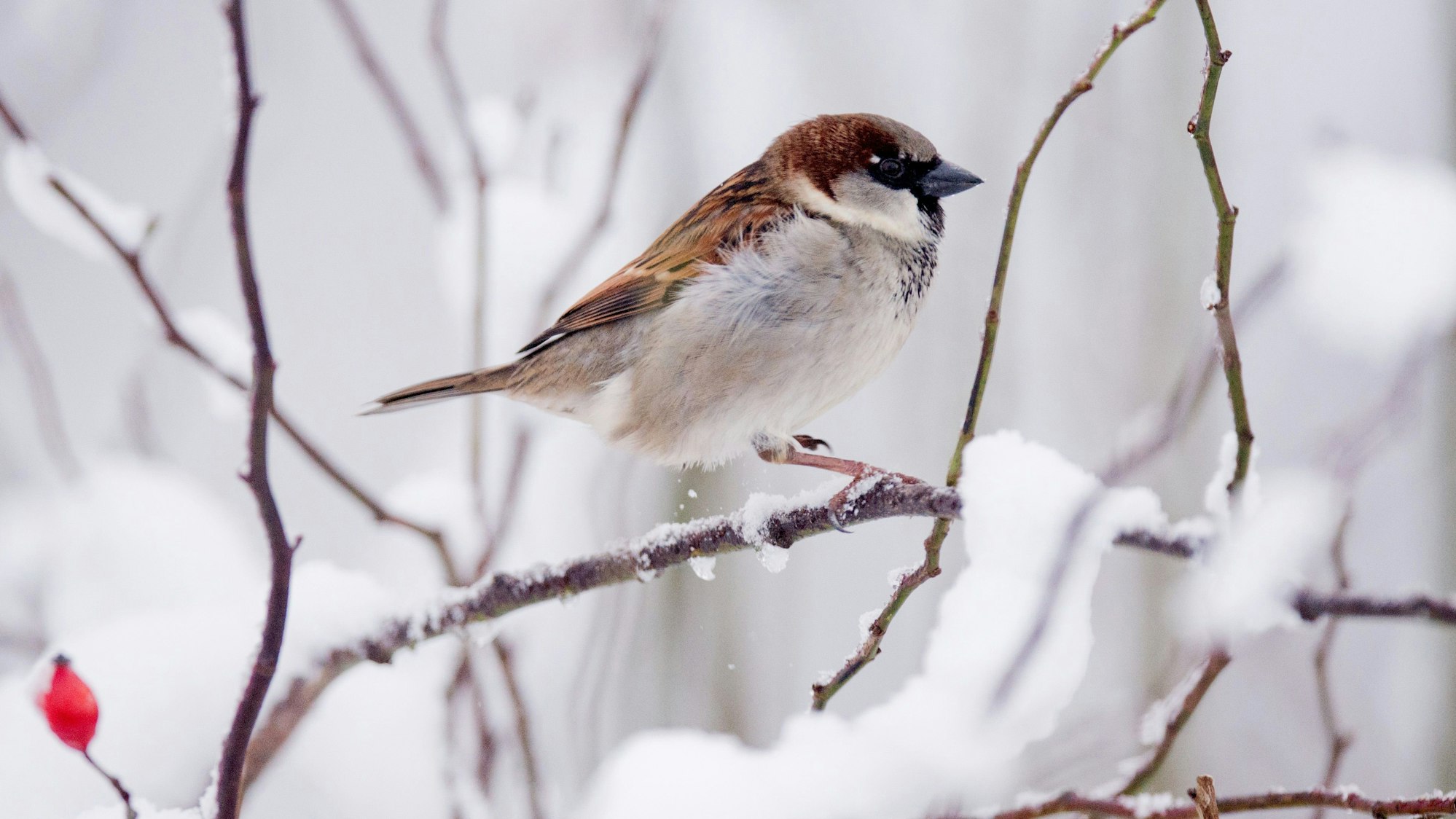 Ein Spatz im Schnee.