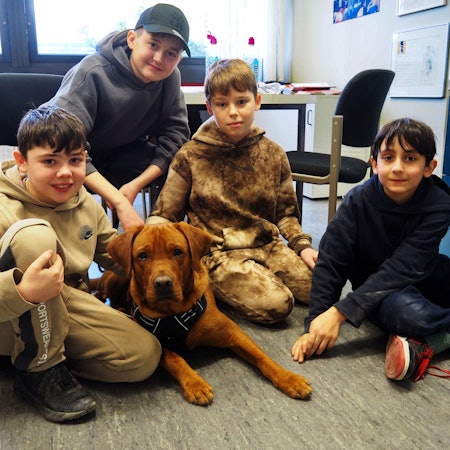 Die Sechstklässler Emilio, Emir, Sandro und Samin haben den jungen Labrador Louis schon in ihr Herz geschlossen und helfen, ihn zu einem souveränen Schulhund auszubilden.