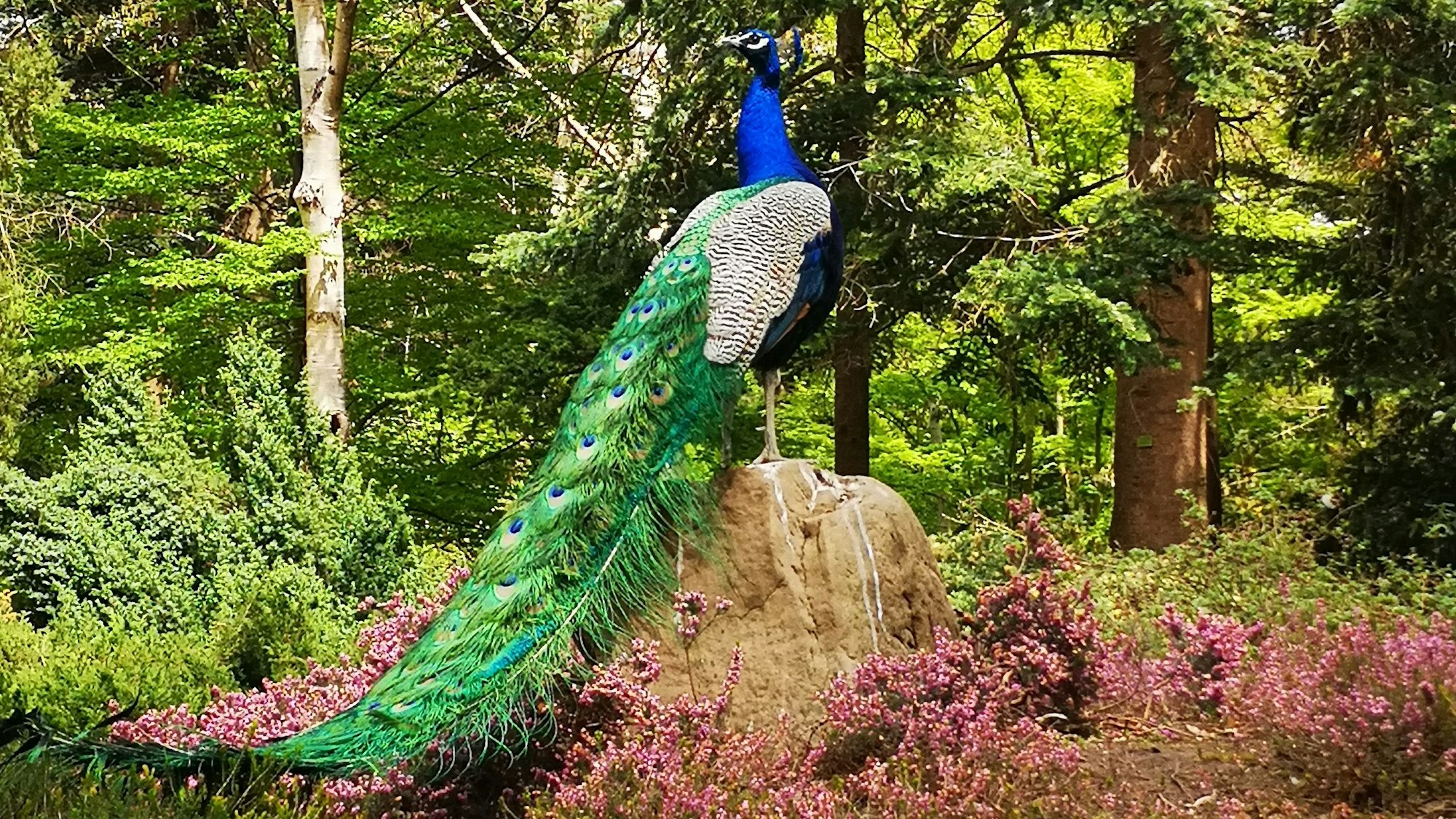 Ein Pfau präsentiert sich im Forstbotanischen Garten in Köln.