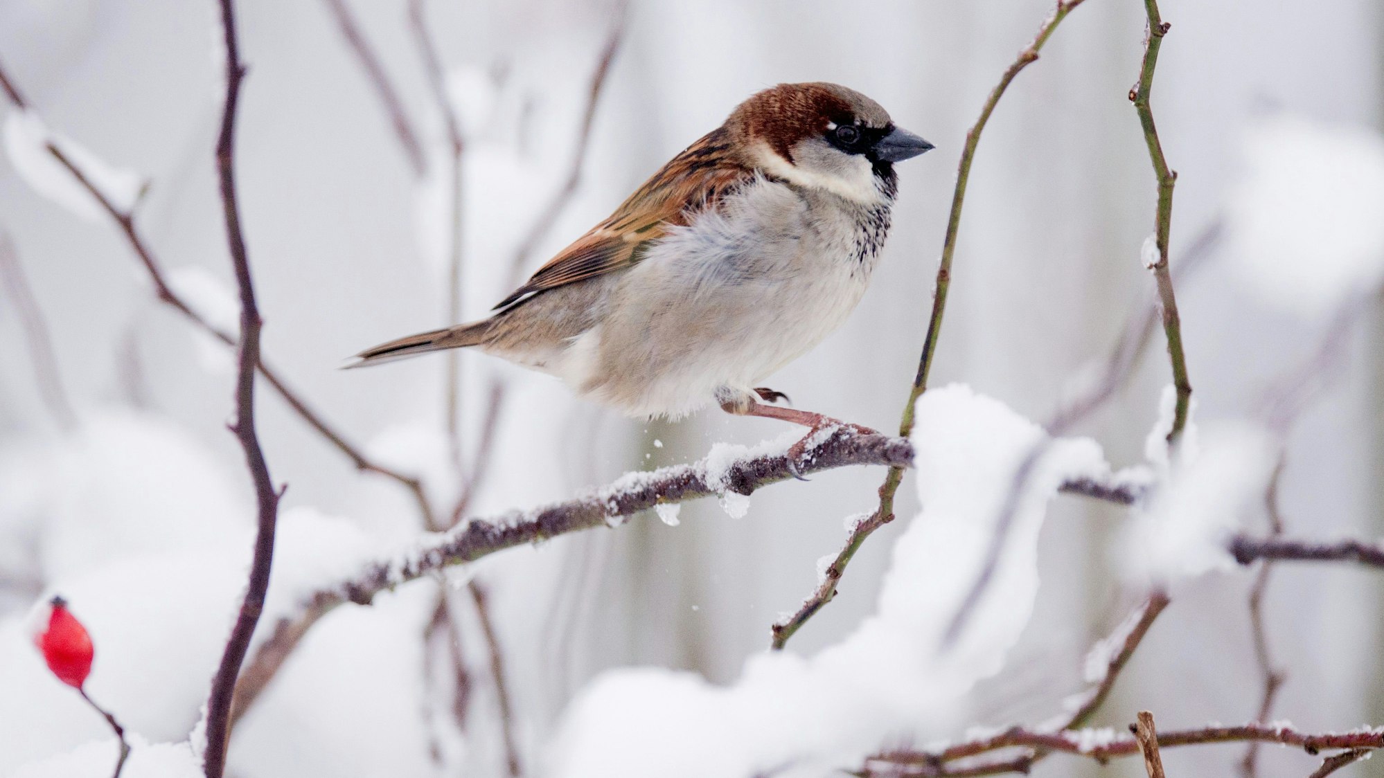 Ein Haussperling sitzt auf einem verschneiten Busch.