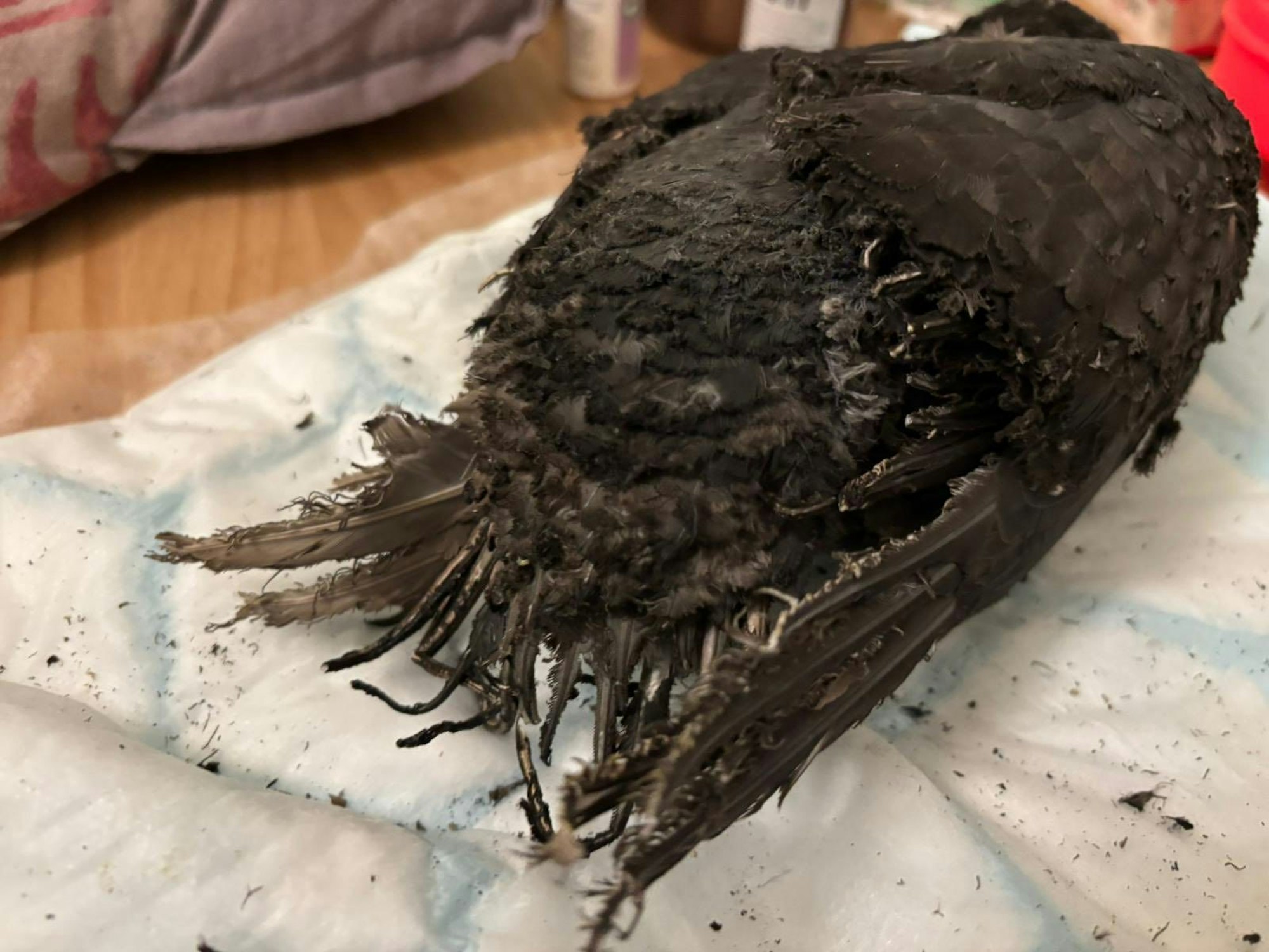 Die verbrannten Federn einer Taube auf einer Decke.