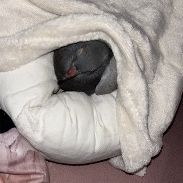 Eine verletzte Taube liegt in einem gepolsterten Korb.