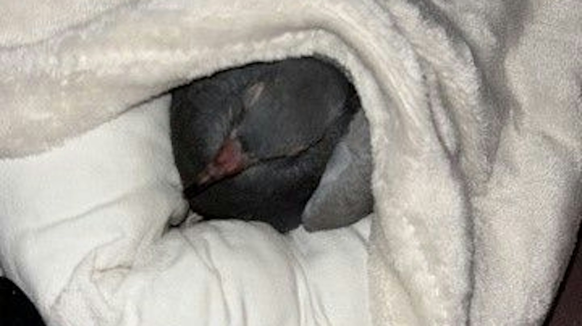 Eine verletzte Taube liegt in einem gepolsterten Korb.