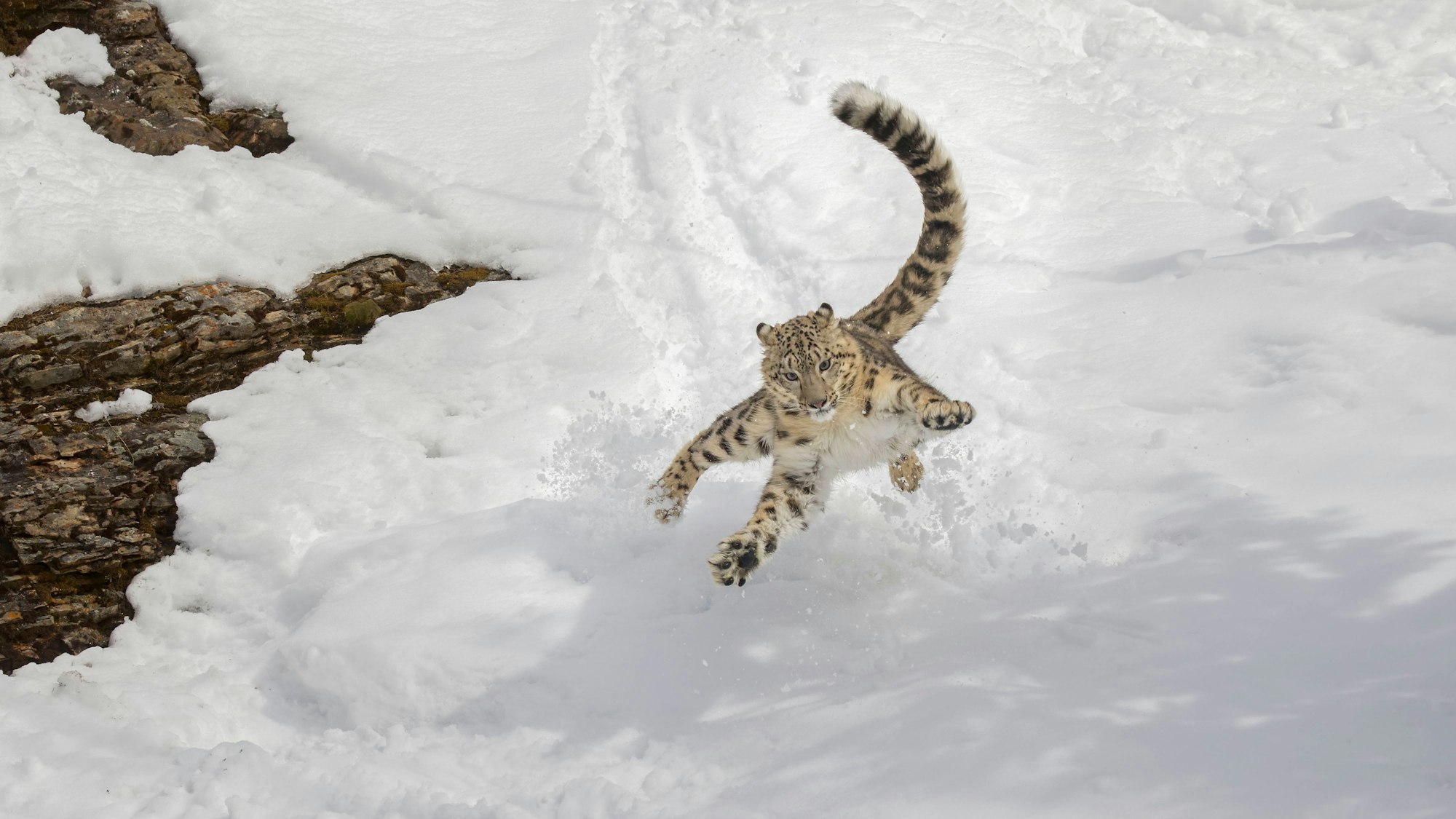 Ein Schneeleopard bei der Jagd. (Archivbild)
