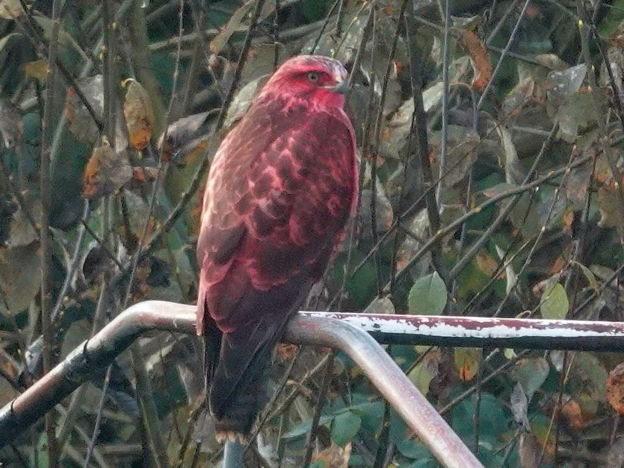 Der pinke Bussard wurde auch aktuell wiederholt im Raum Bonn gesehen.