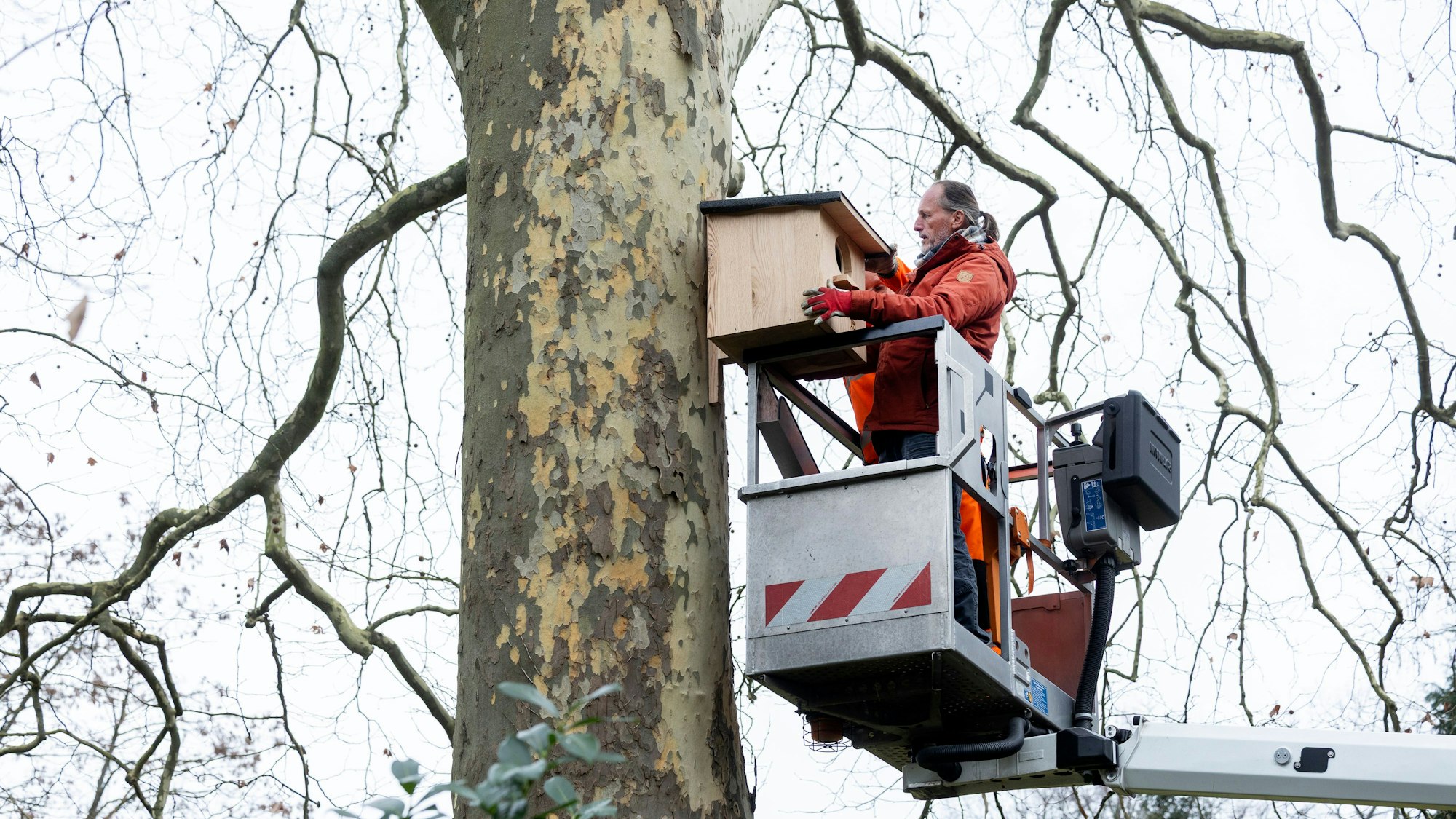 Ein Nistkasten wird hoch an einem Baum befestigt.