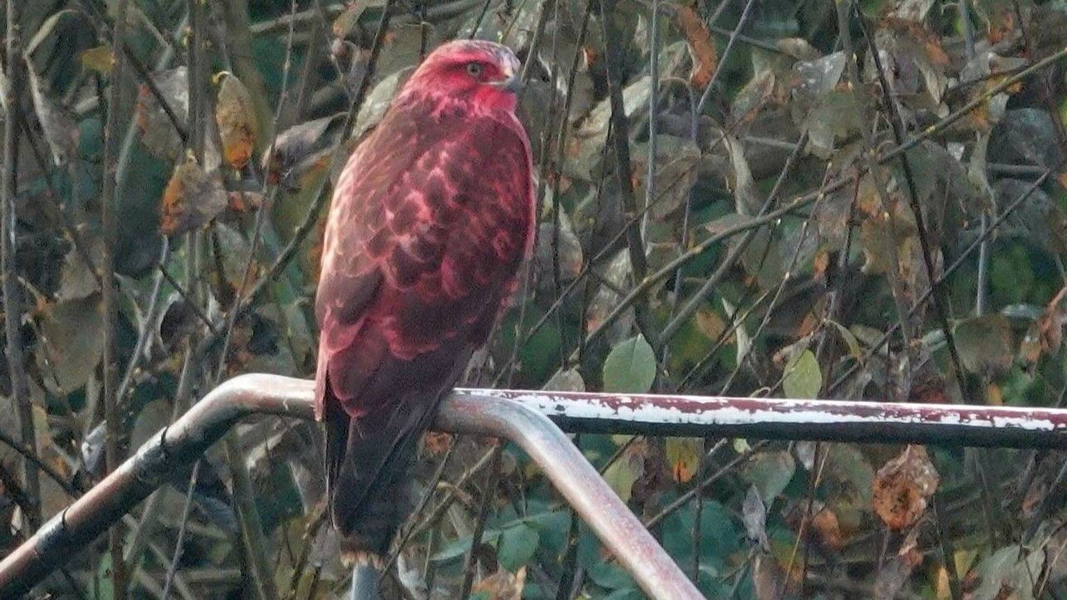 Der Bussard ist aufgrund seiner auffallend pinken Farbe kaum zu übersehen.