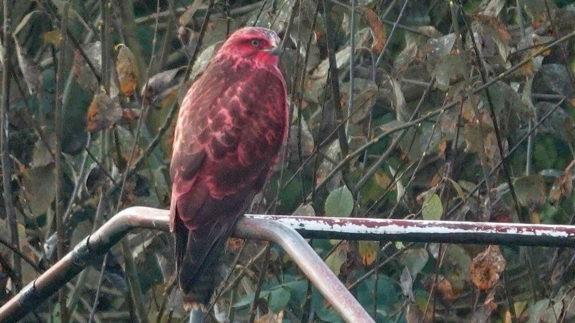 Der Bussard ist aufgrund seiner auffallend pinken Farbe kaum zu übersehen.