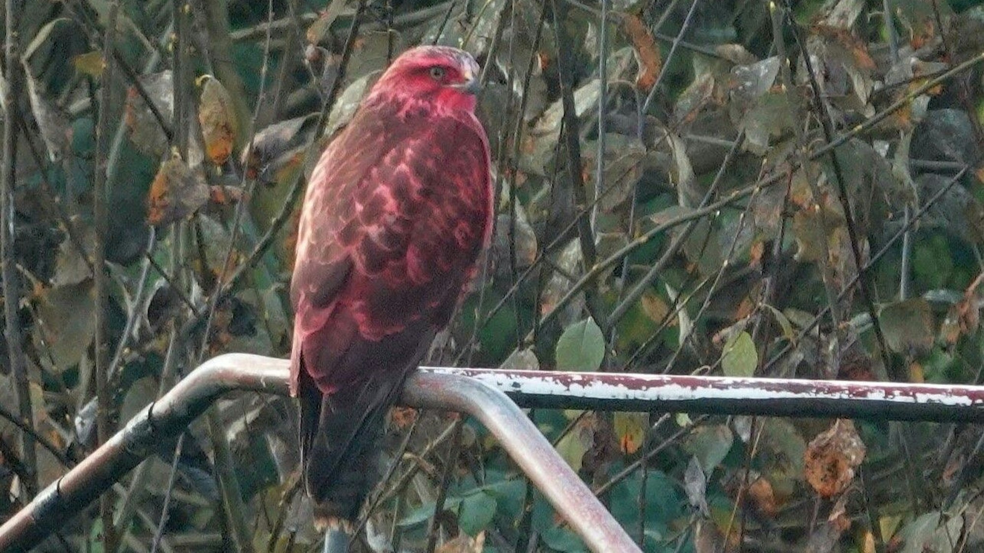 Der Bussard ist aufgrund seiner auffallend pinken Farbe kaum zu übersehen.