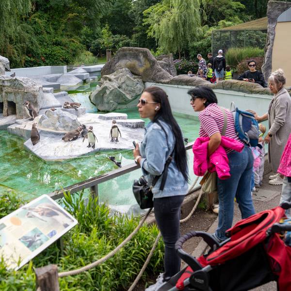 Besucher stehen am Pinguin-Gehege im Kölner Zoo.