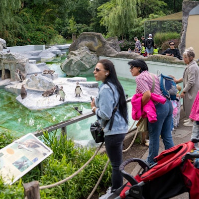 Besucher stehen am Pinguin-Gehege im Kölner Zoo.