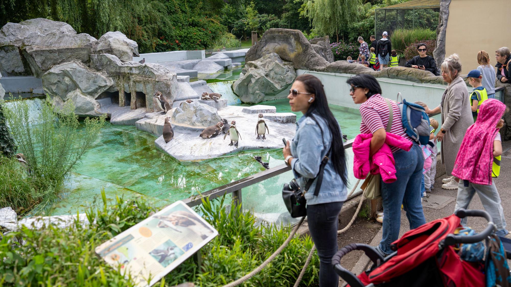 Besucher stehen am Pinguin-Gehege im Kölner Zoo.