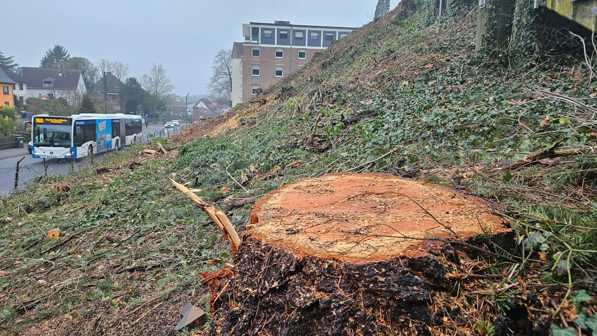 Zu sehen ist ein frischer Baumstumpf an einer Böschung.