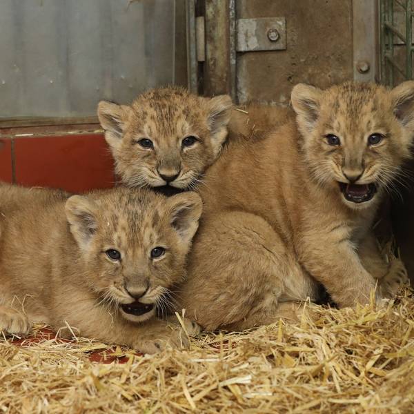 Zwei Monate sind die Löwenbabys mittlerweile alt.