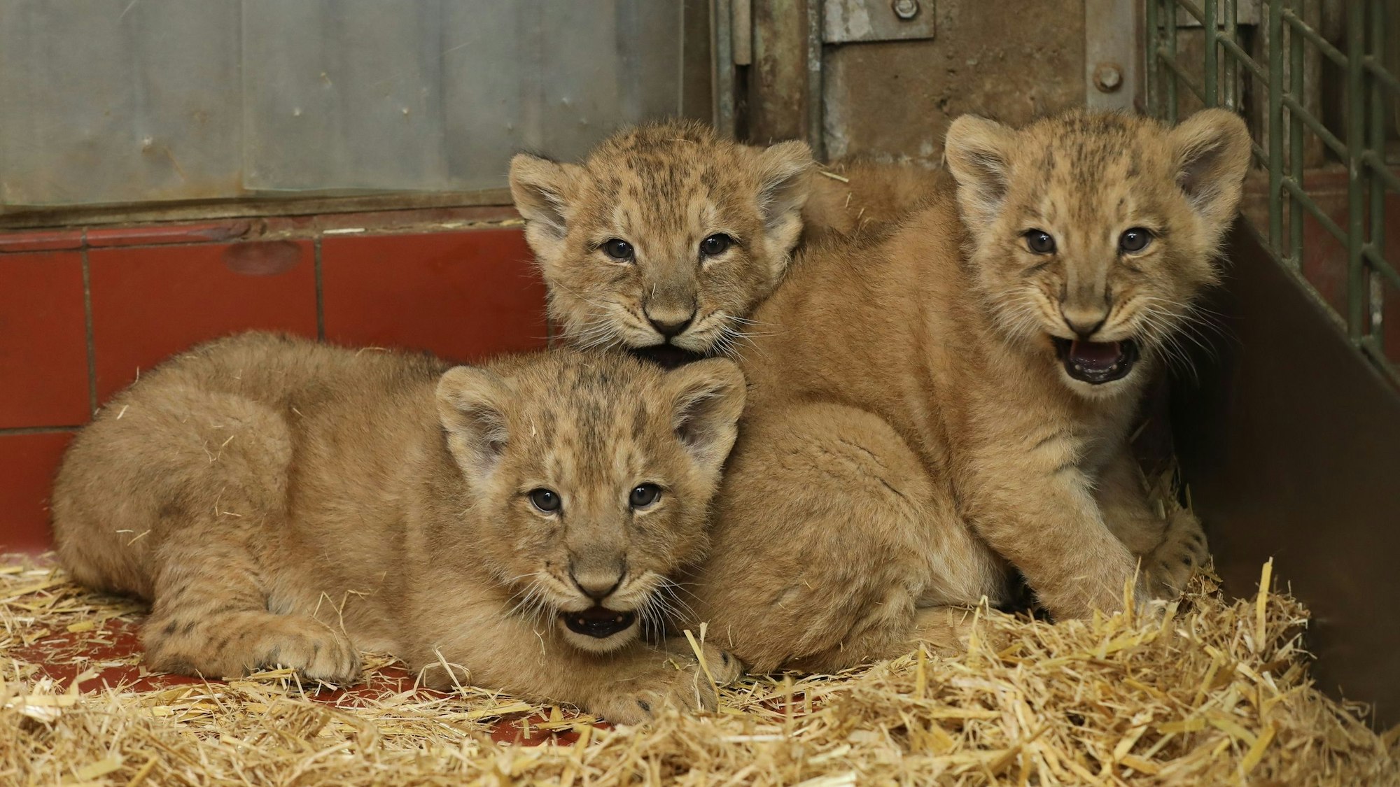 Zwei Monate sind die Löwenbabys mittlerweile alt.