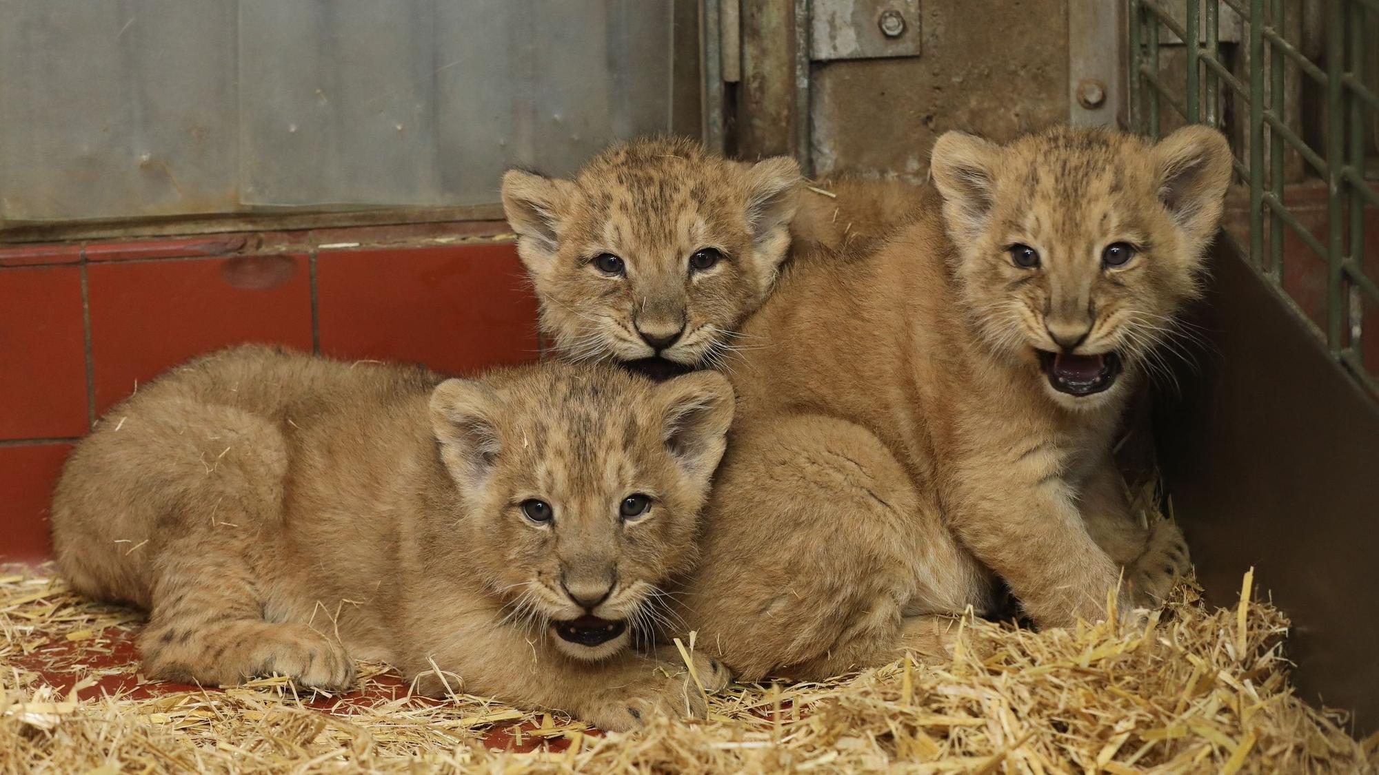 Drei Löwenbabys in einem Gehege, das mit Stroh ausgelegt ist.