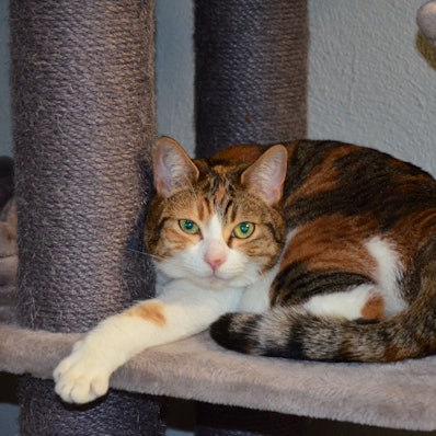 Das bild zeigt die Katze an einem Katzenbaum. Sie ist hat eine weiße Schnauze und ist orange-braun gemustert.
