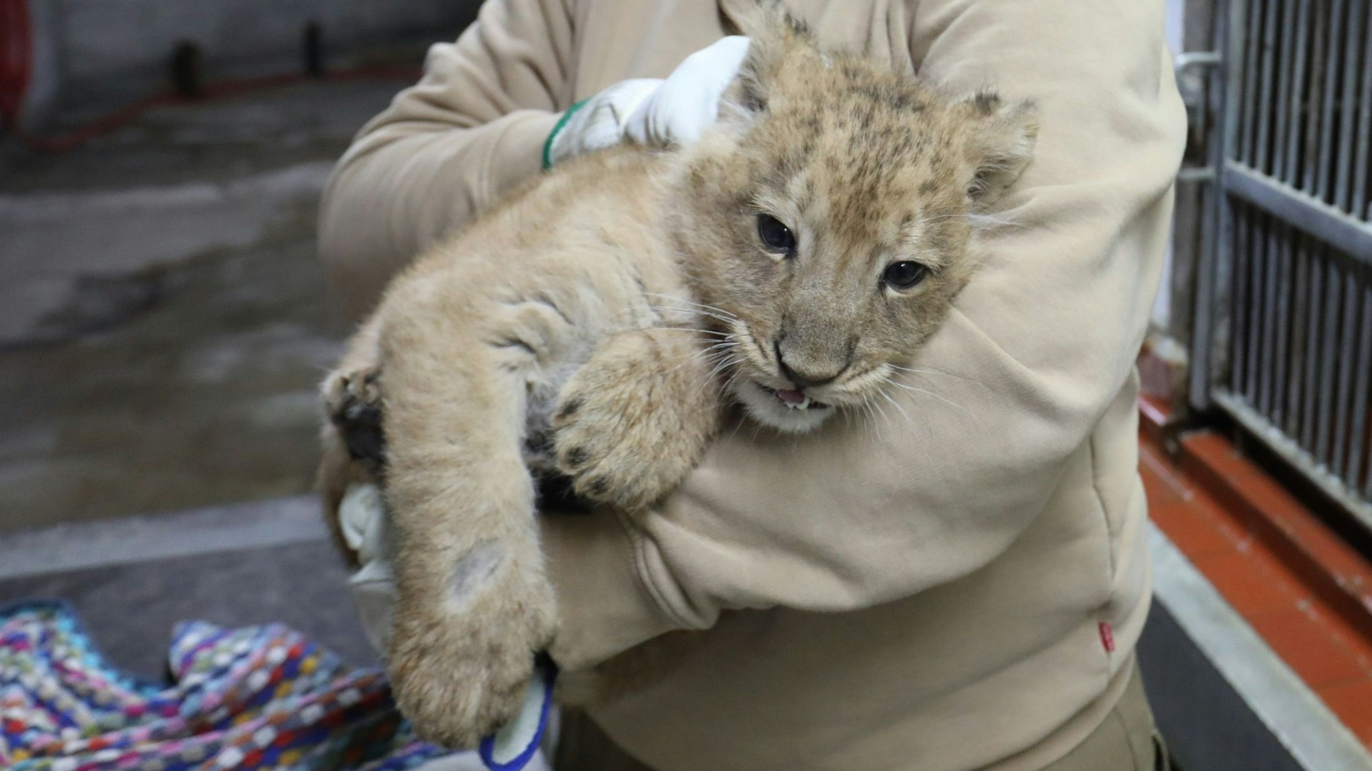 Die kleinen Löwen seien wohlgenährt und gesund.