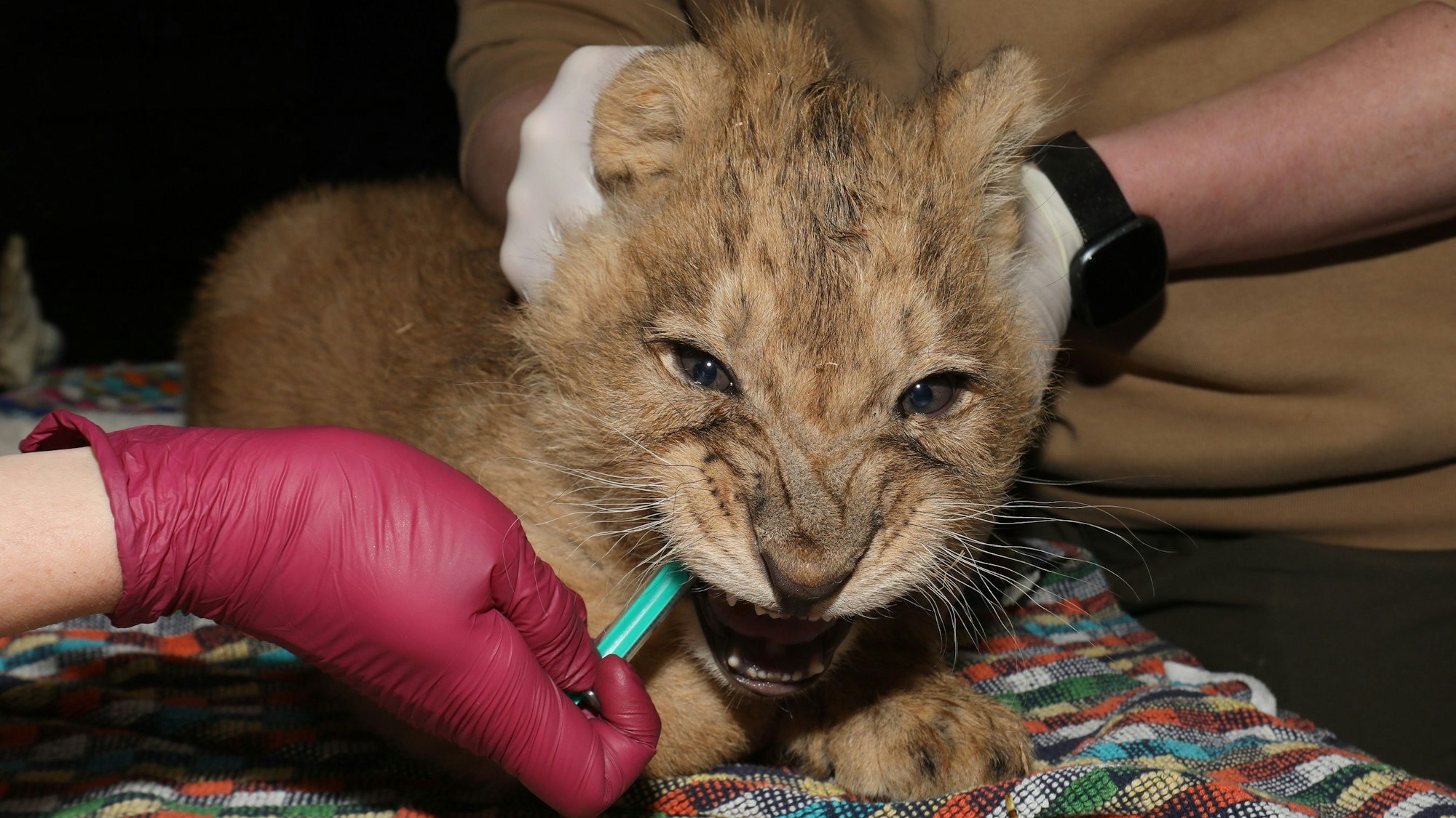 Vergangenen Montag wurden die Löwenbabys das erste Mal untersucht.