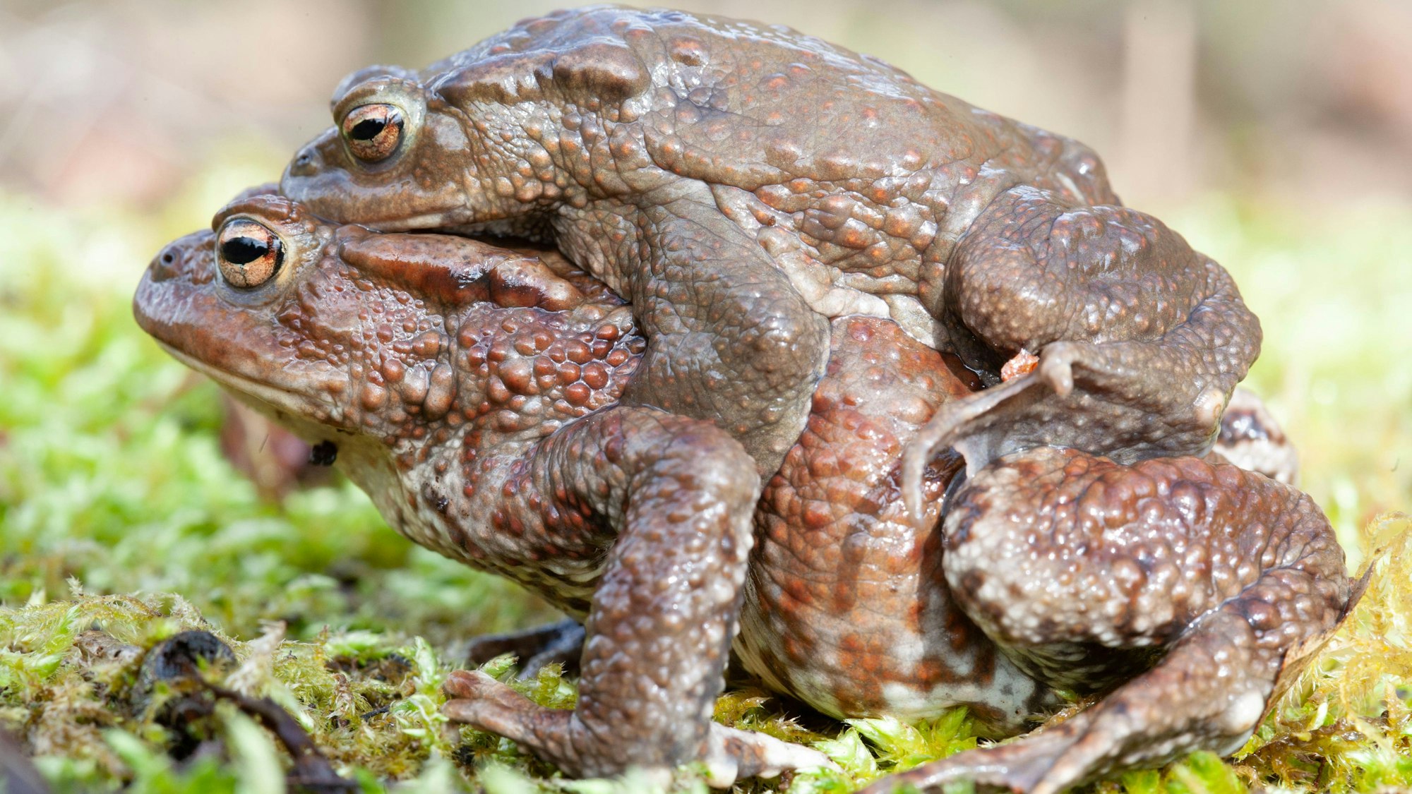 Eune männliche Erdkröte sitzt huckepack auf einem Weibchen und lässt sich zum Laichgewässer schleppen.
