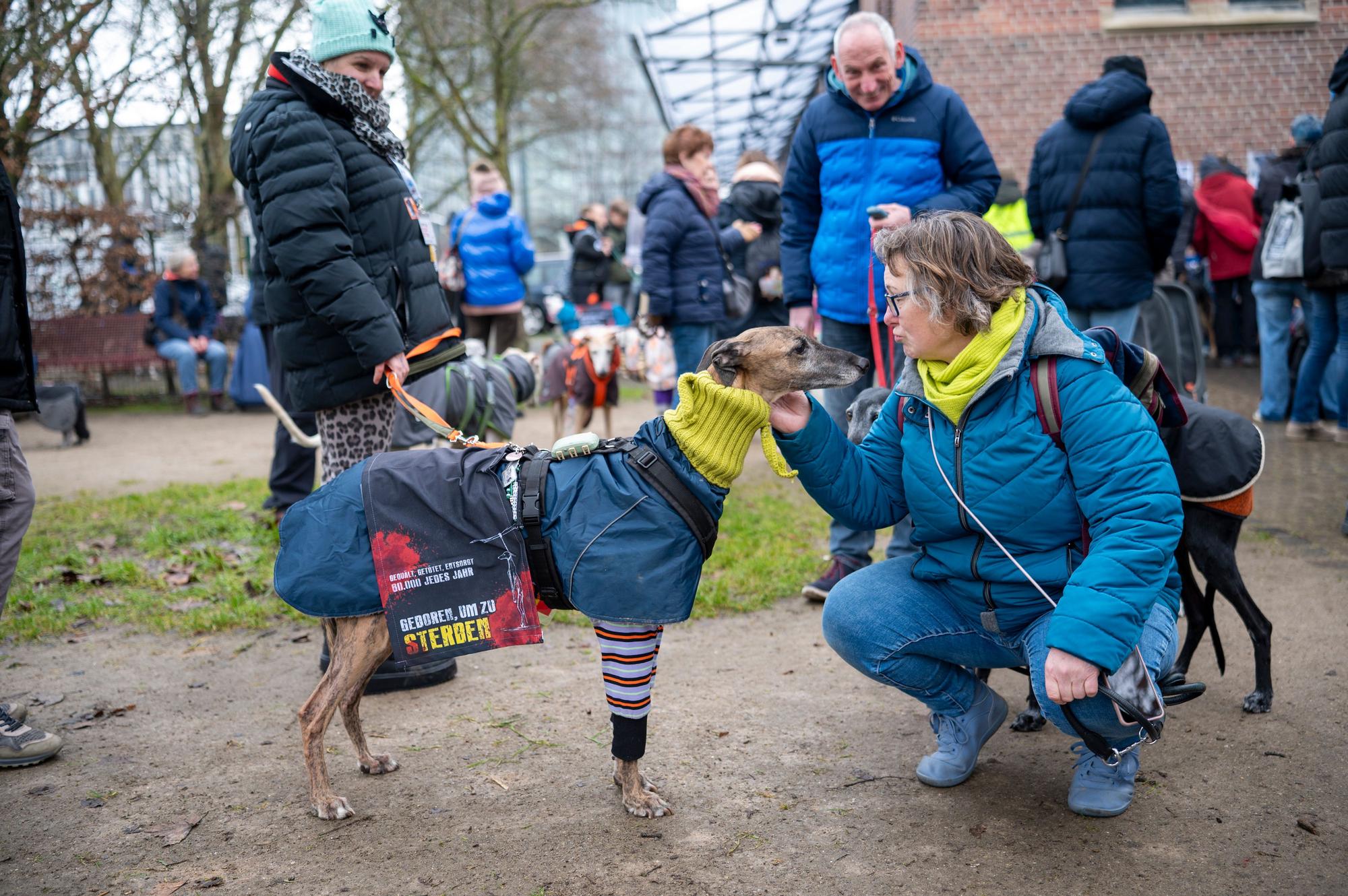 31.01.2026, Köln: Hundefreunde demonstrieren am Stollwerk gegen Misshandlung von Galgo-Hunden in Spanien. Galgo-Marsch. Foto: Uwe Weiser