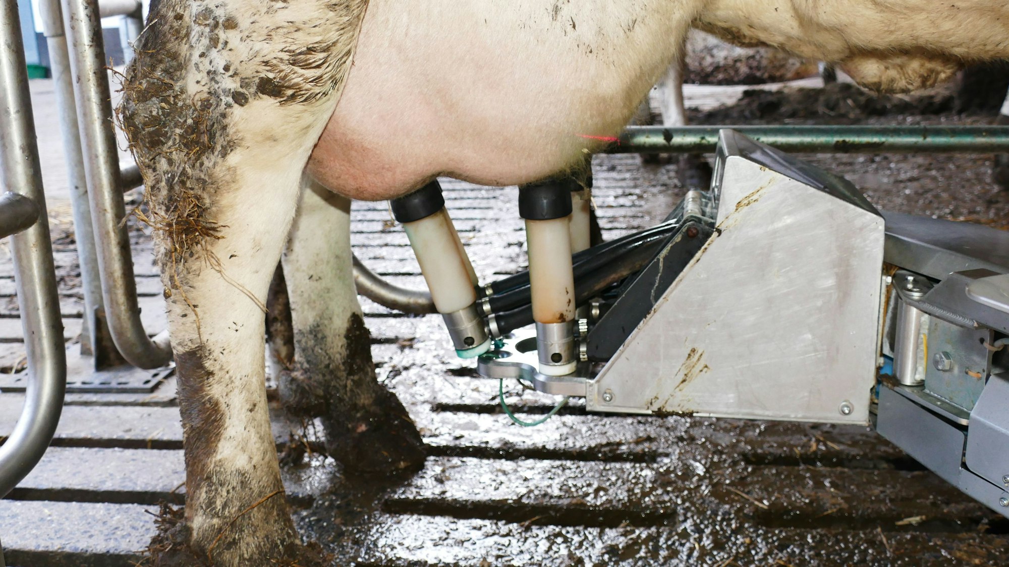 Der Melkroboter schließt automatisch die Zitzenbecher ans Euter an. Wenn er nicht trifft, versucht er es nochmal.