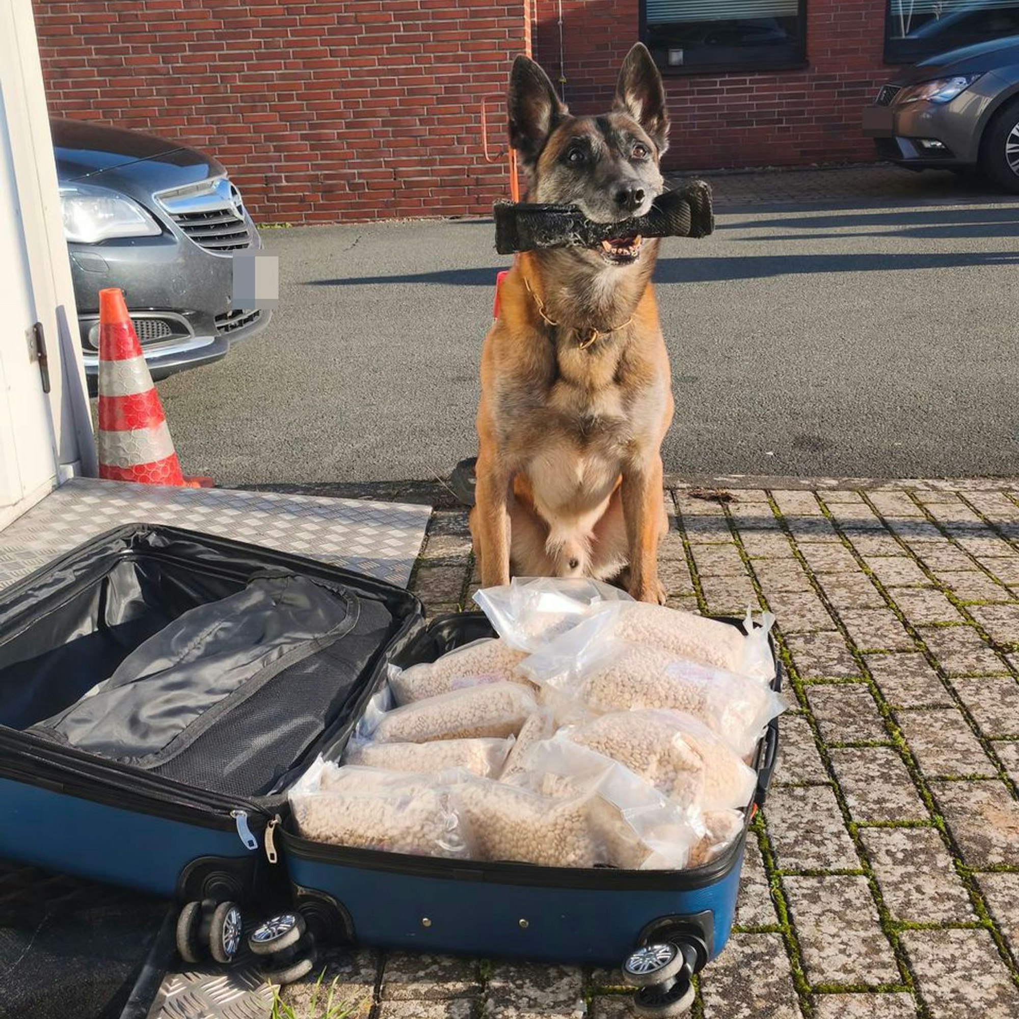 Behilflich bei der Drogensuche war Polizei-Spürhund Lemmy.