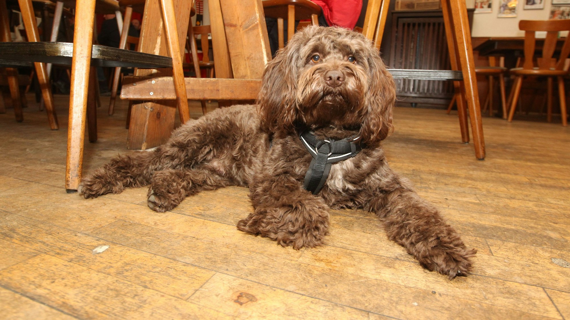 Der zweijährige Tibetdoodle Sammy ist immer mittendrin.