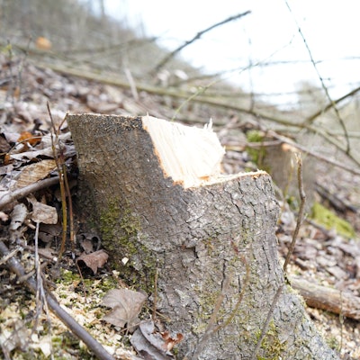 Das Bild zeigt einen gefällten Baum am Speedway.