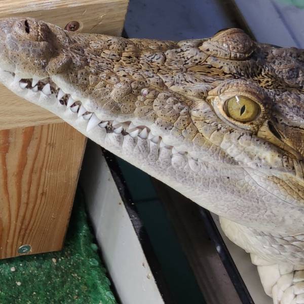 Philippinen-Krokodil-Weibchen Pangi