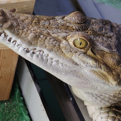 Philippinen-Krokodil-Weibchen Pangi