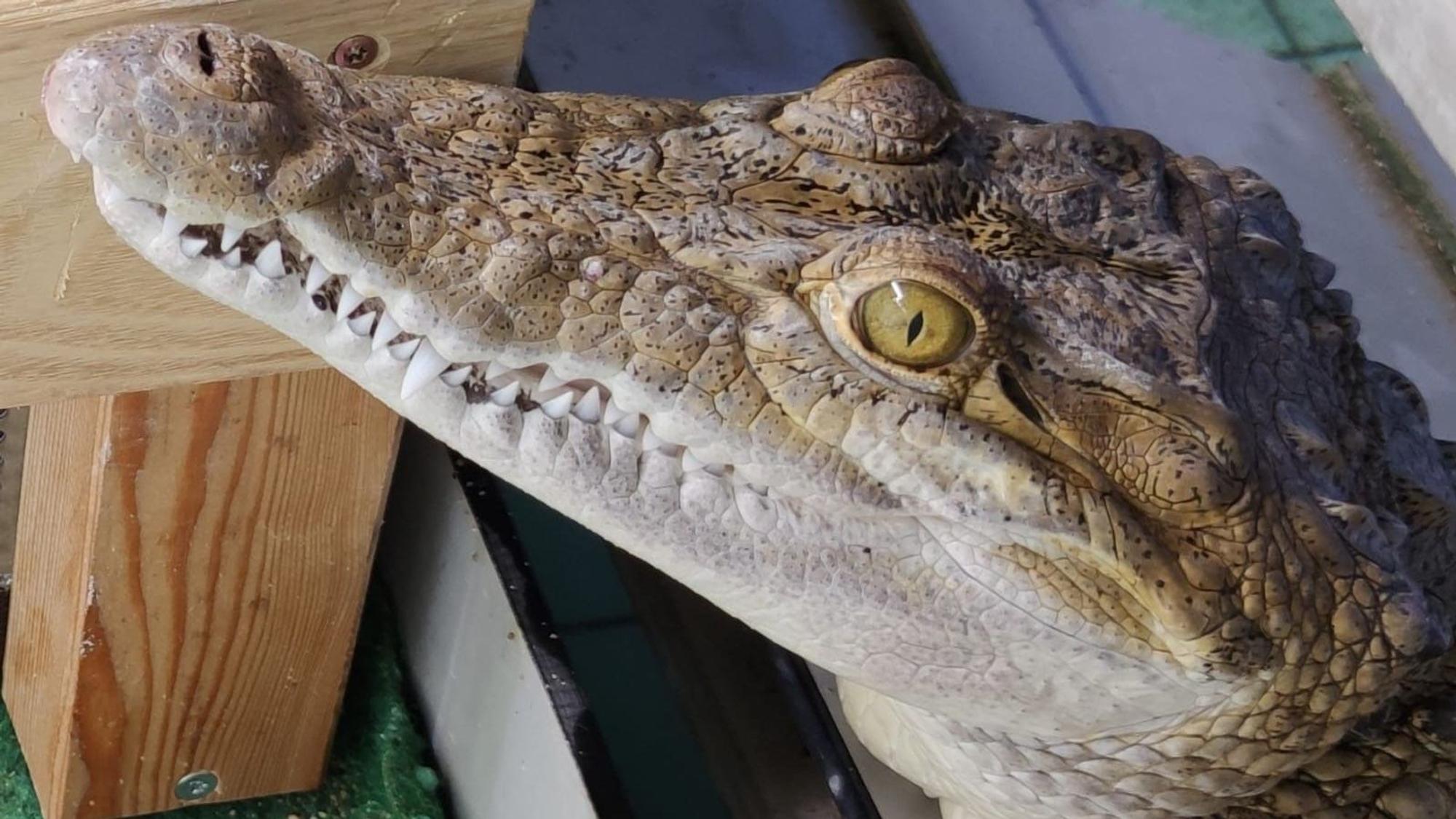 Philippinen-Krokodil-Weibchen Pangi