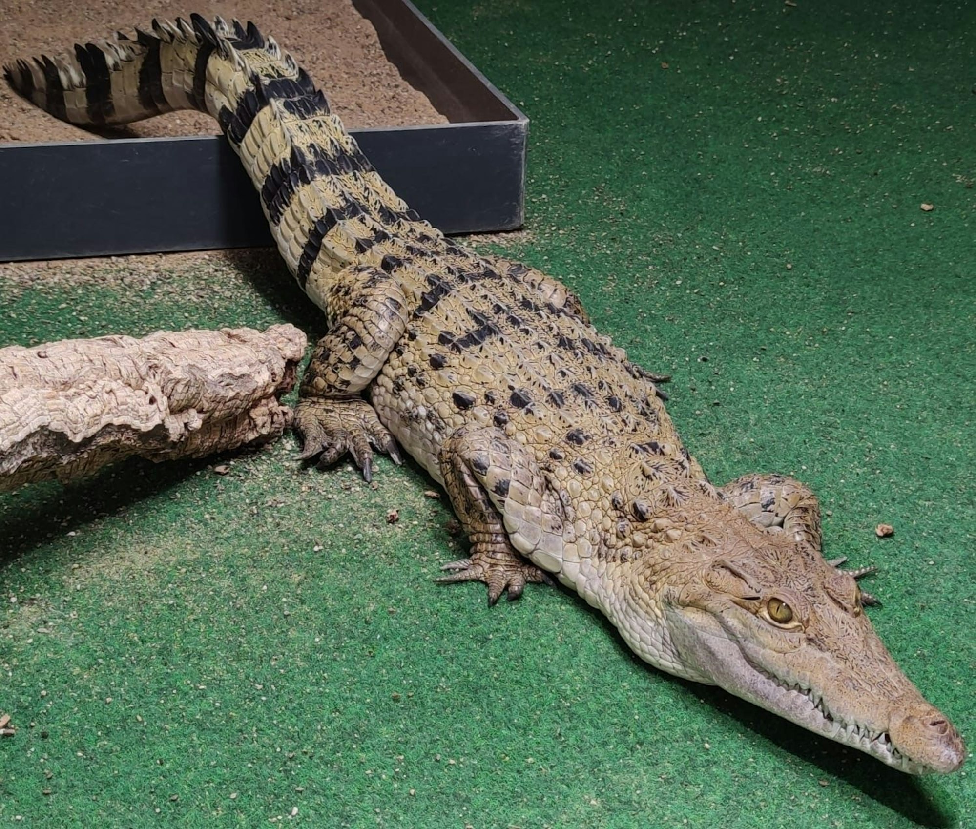 Philippinen-Krokodil-Weibchen Pangi